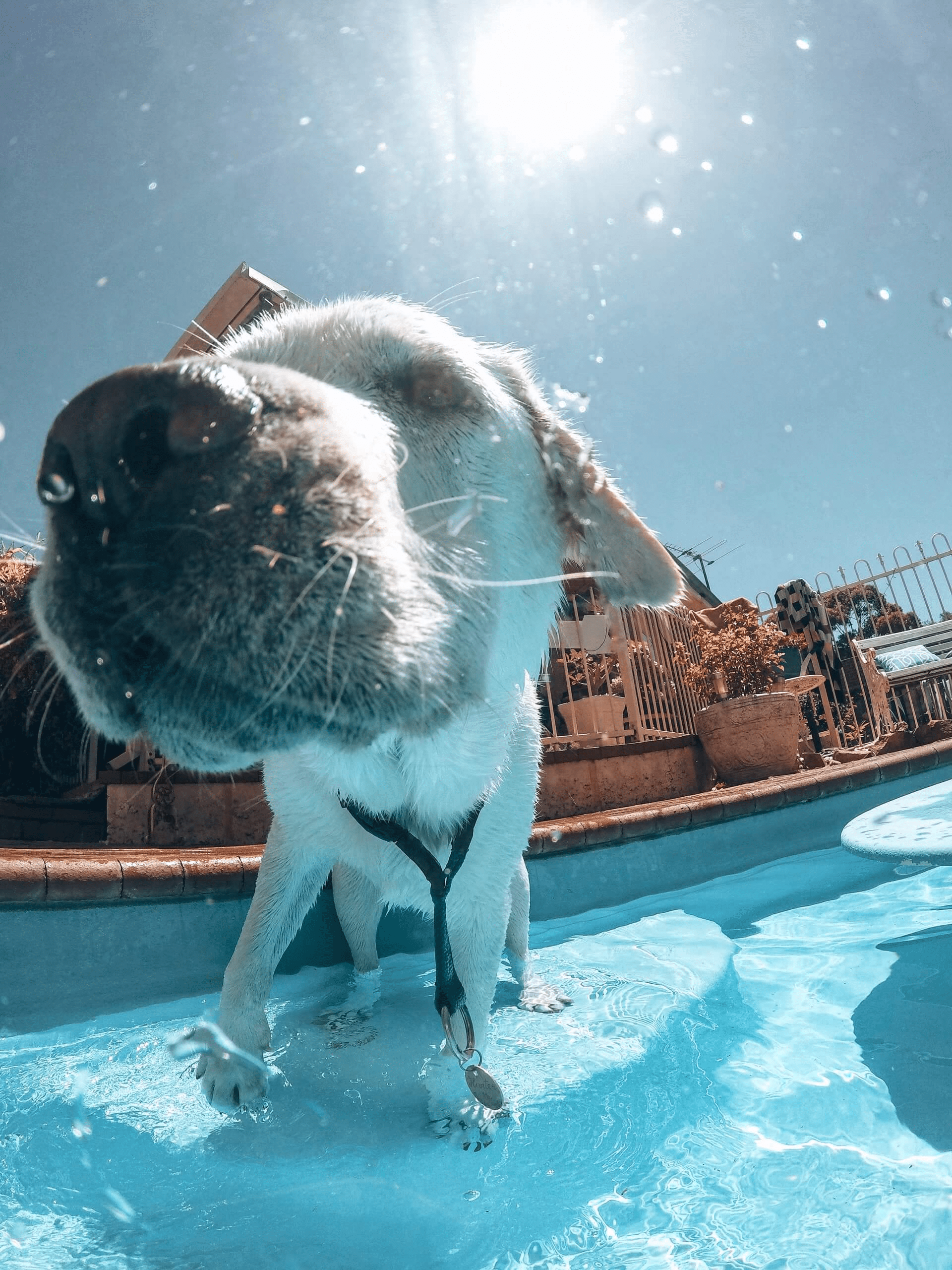 1920x2560 What You Need To Know About Dog Swimming