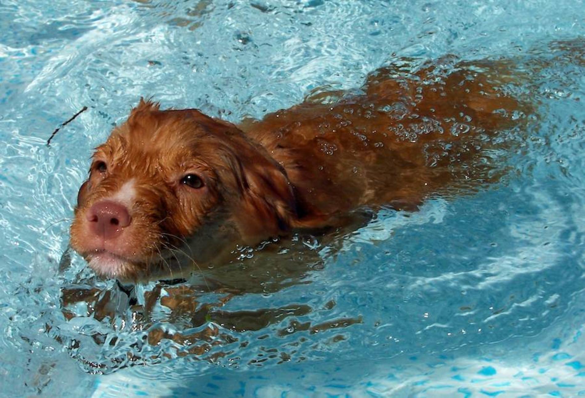 1900x1292 Swimming Nova Scotia Duck Tolling Retriever Photo And Wallpaper. Beautiful Swimming Nova Scotia Duck Tolling Retriever Picture