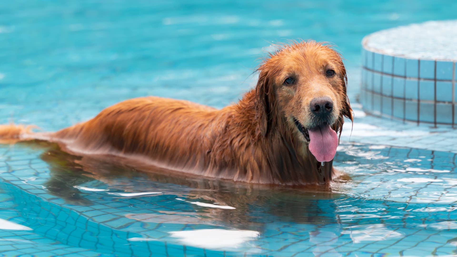 1920x1080 Golden Retriever Has Full Blown Tantrum When Mom Says “Time To Get Out Of The Pool”