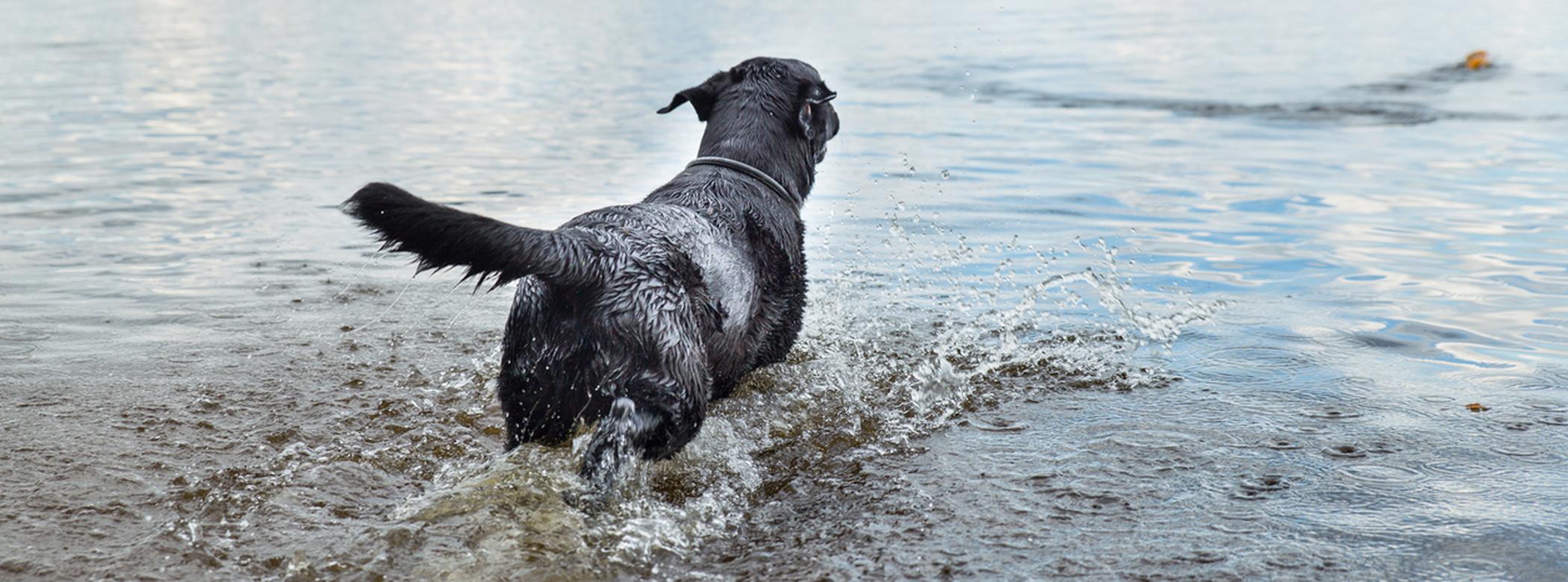 2100x780 A guide to safe swimming for dogs