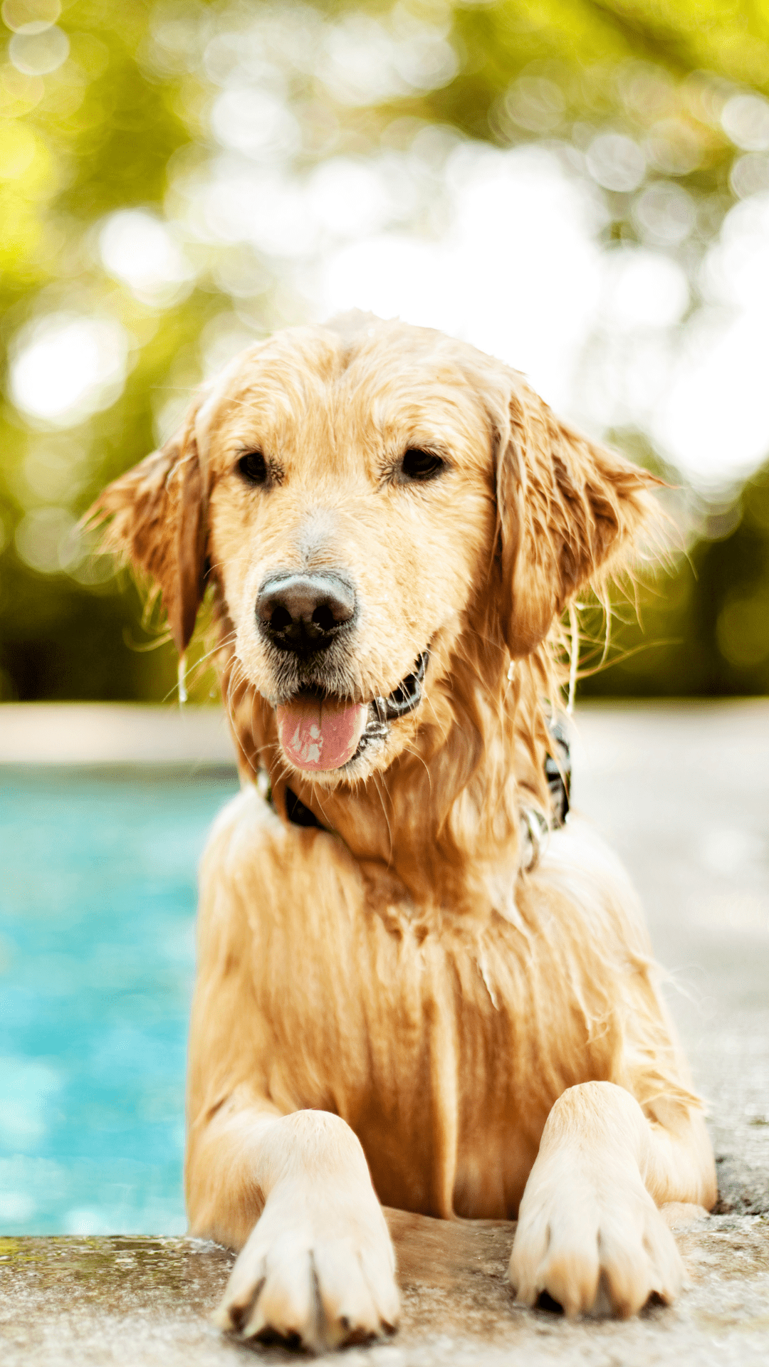 1080x1920 The Best Dog Pools, Splash Pads, And More For Summer
