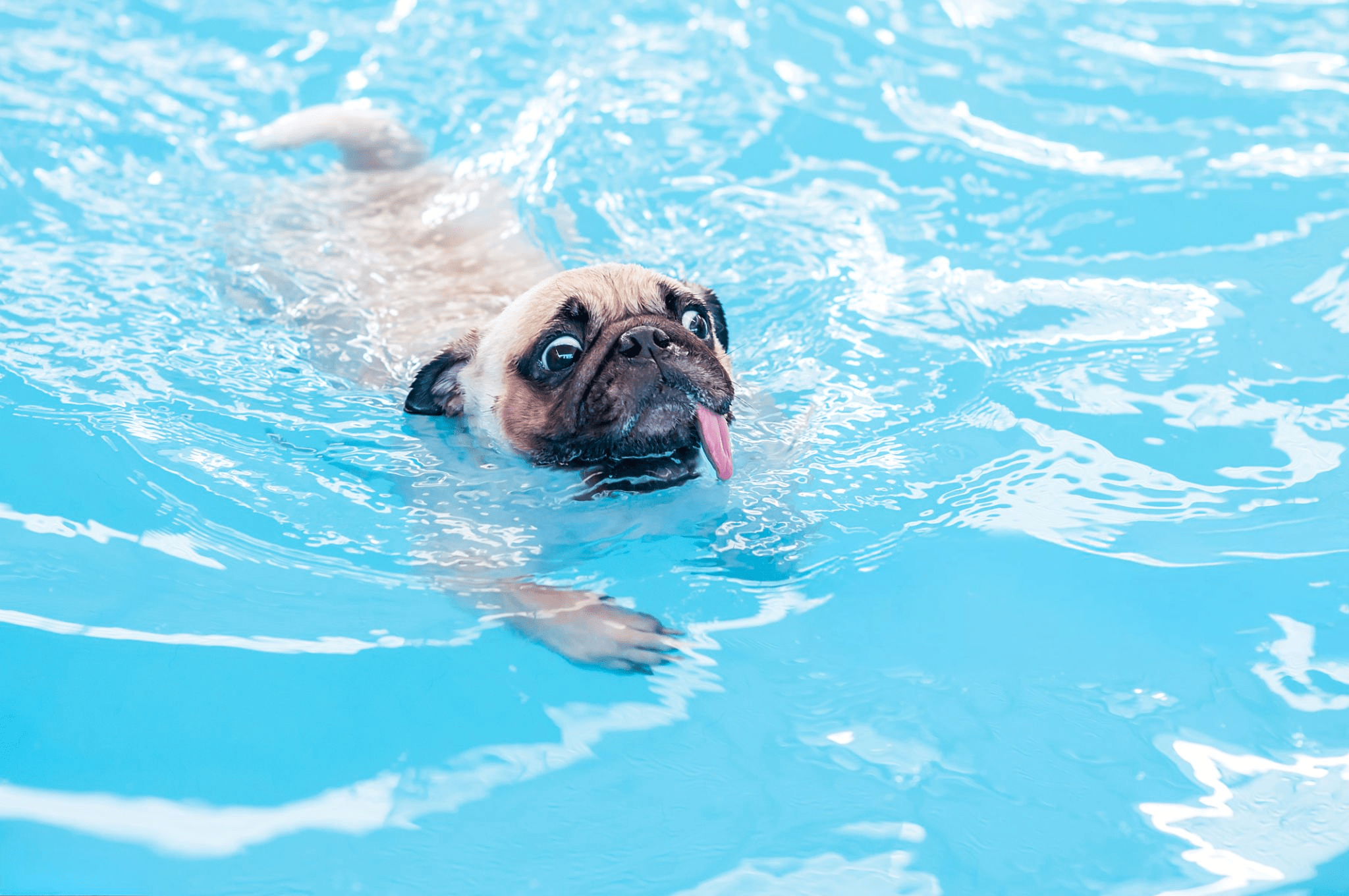 2048x1360 Pool Safety For Pets. Essential Tips. Emerald Custom Pools