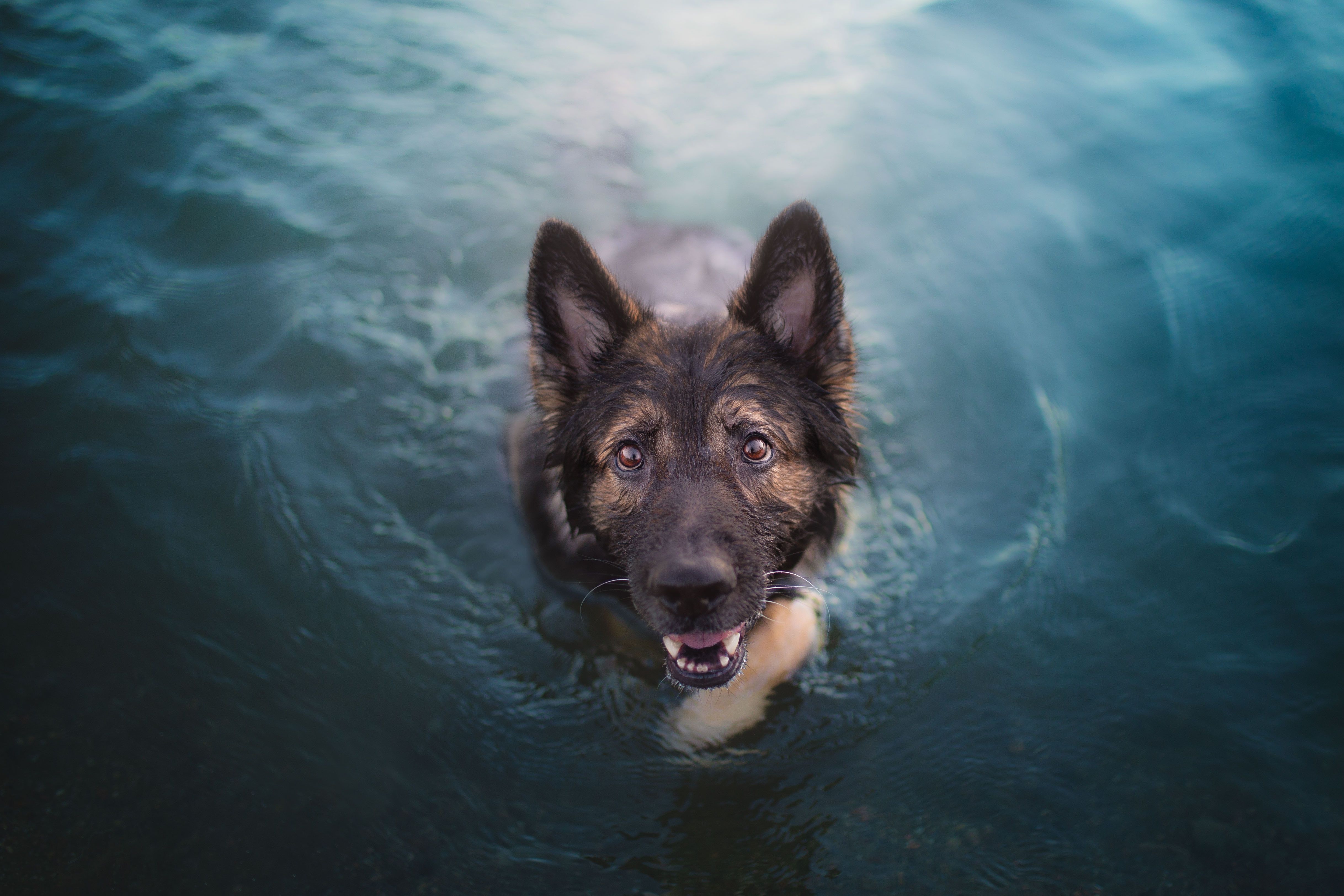 4871x3247 Wallpaper look, face, water, swim, dog, German shepherd for mobile and desktop, section собаки, resolution 4871x3247