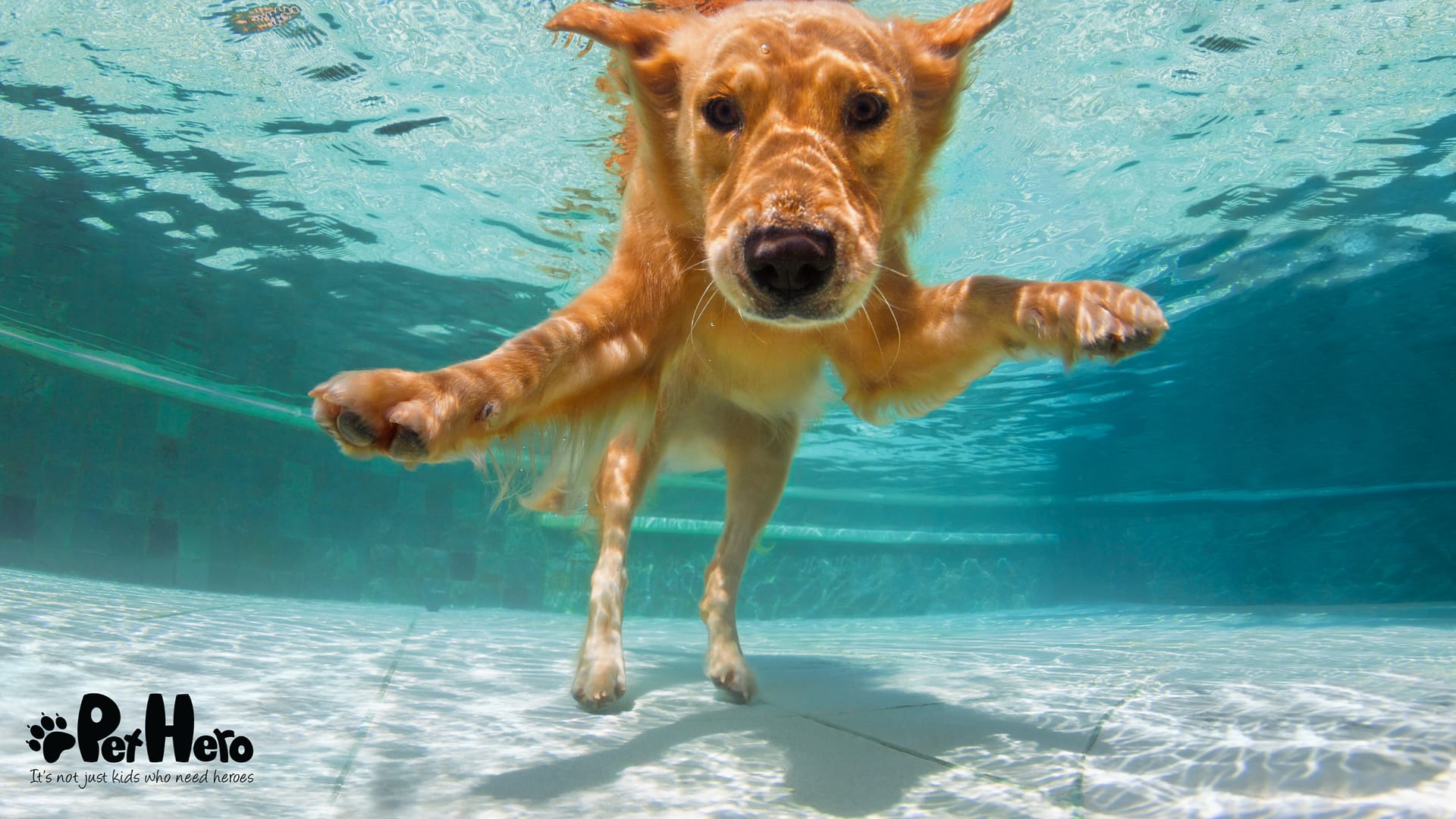 1920x1080 pool safety tips for dogs