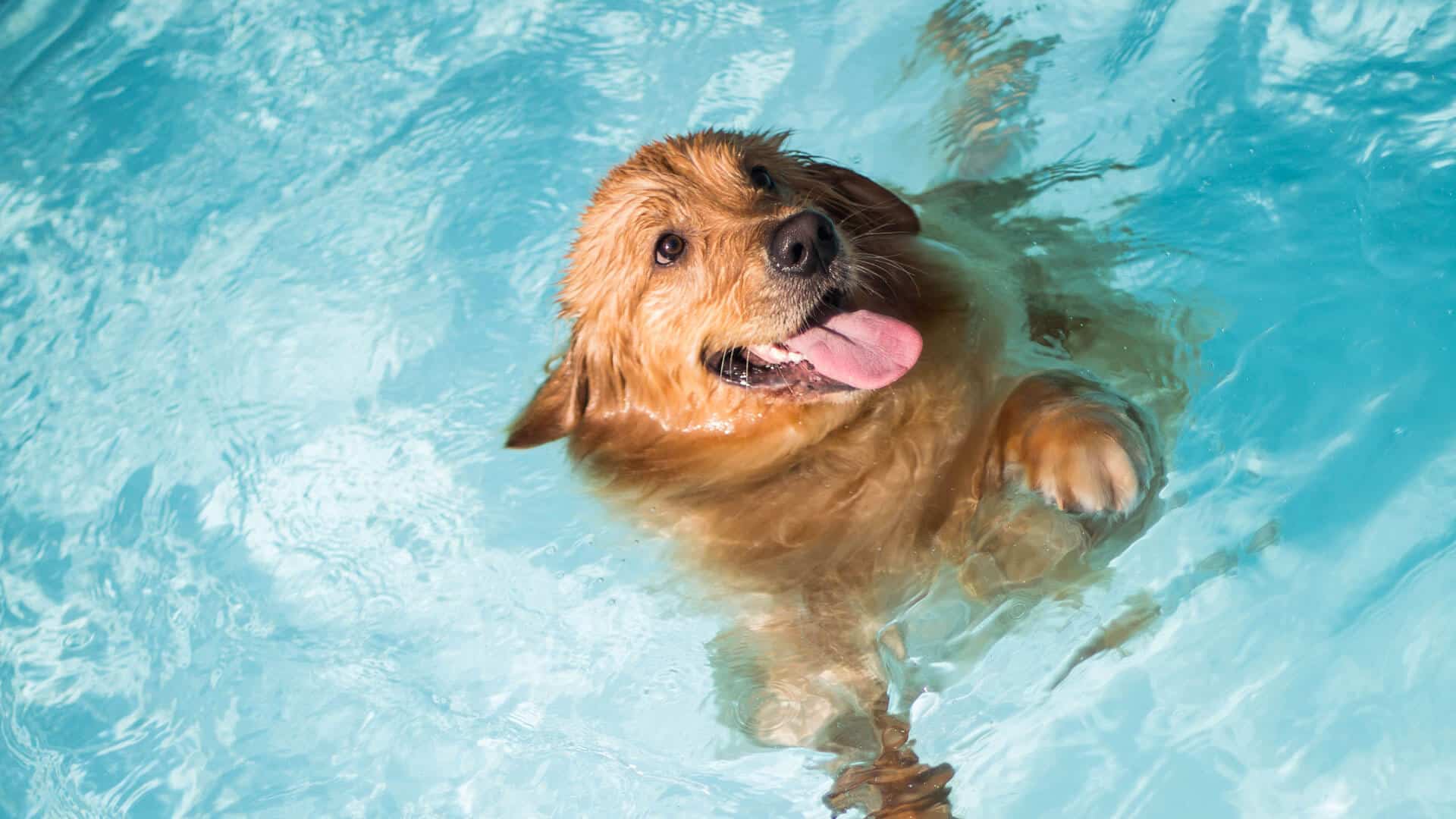 1920x1080 Can my pets use a natural pool?