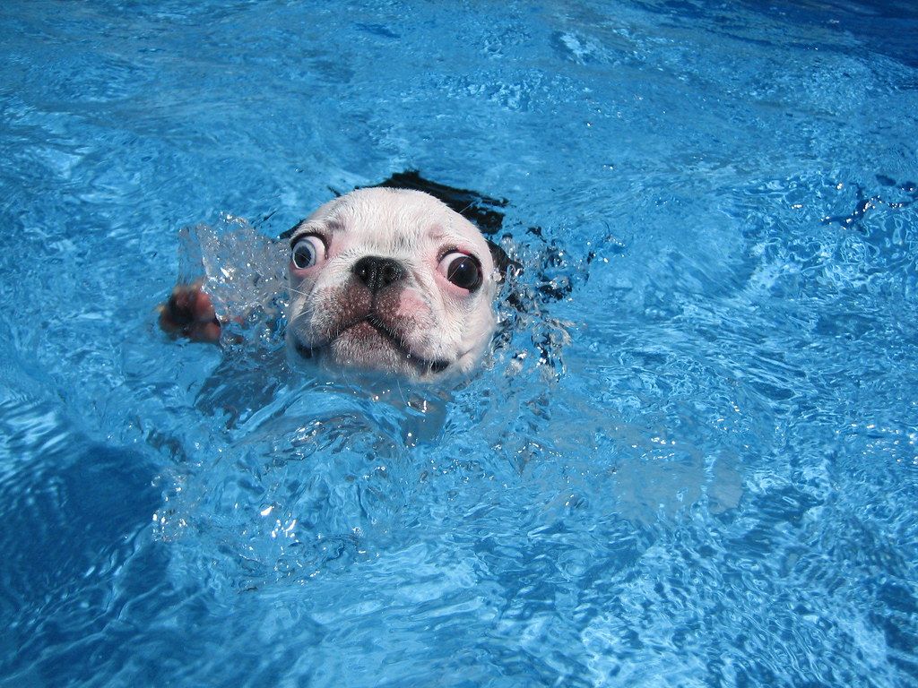 1024x768 Doggie paddle!. Go Una, Go! I have a large version for desk