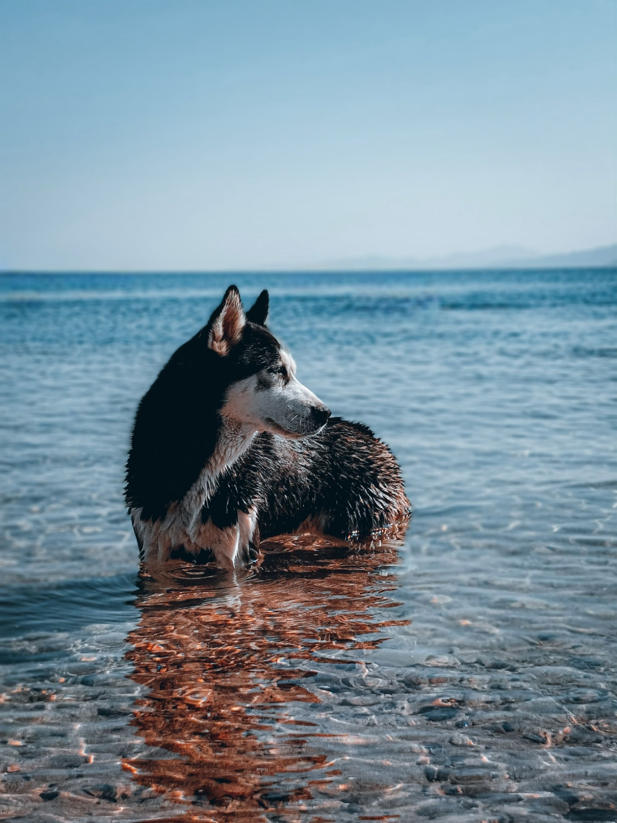 2044x2726 Dog Standing on Seashore · Free