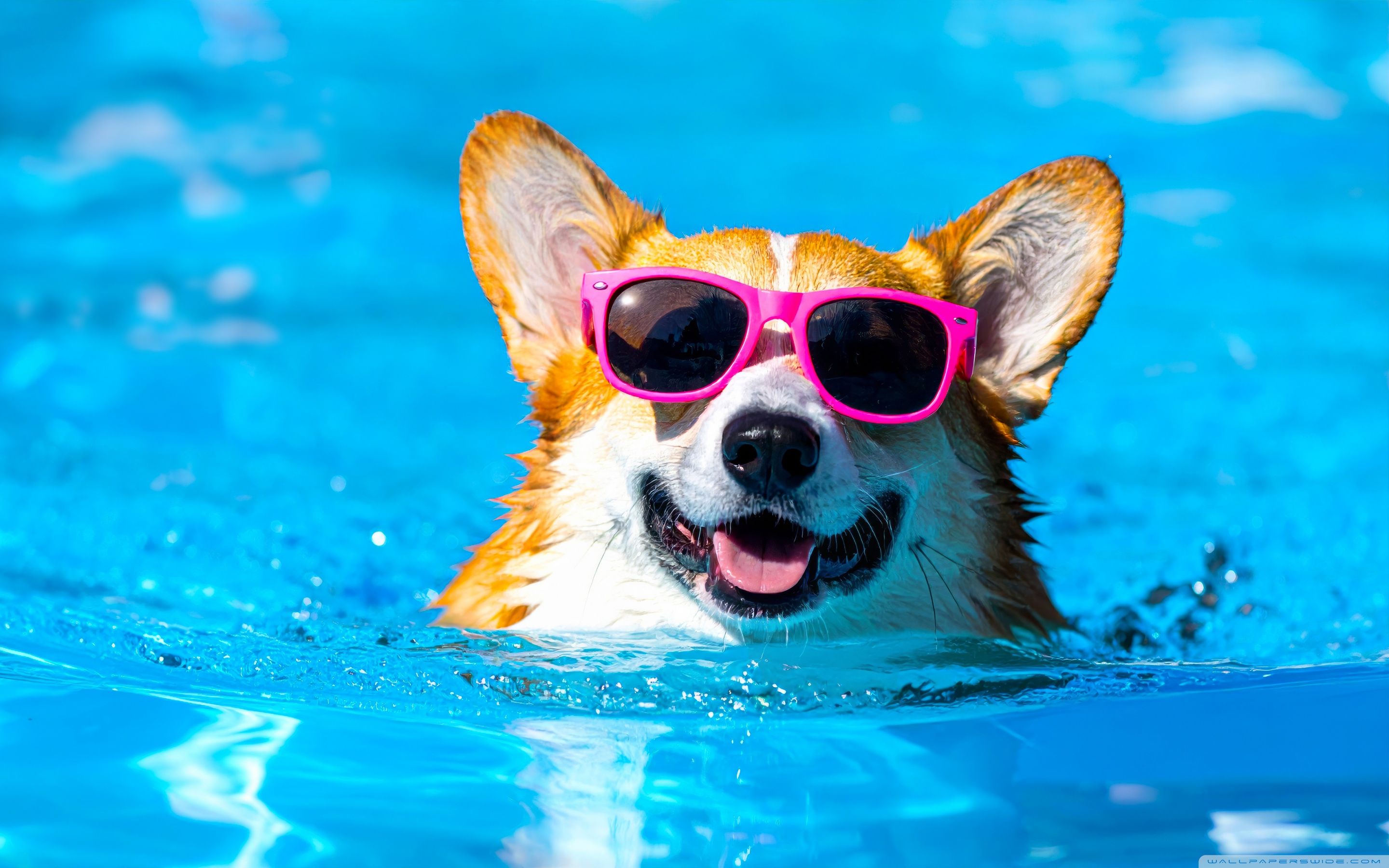 2880x1800 Happy, Corgi, Dog, Sunglasses, Swimming Pool 4K UHD Wallpaper for UltraHD Desktop and TV : Widescreen and UltraWide Display : Dual Monitor