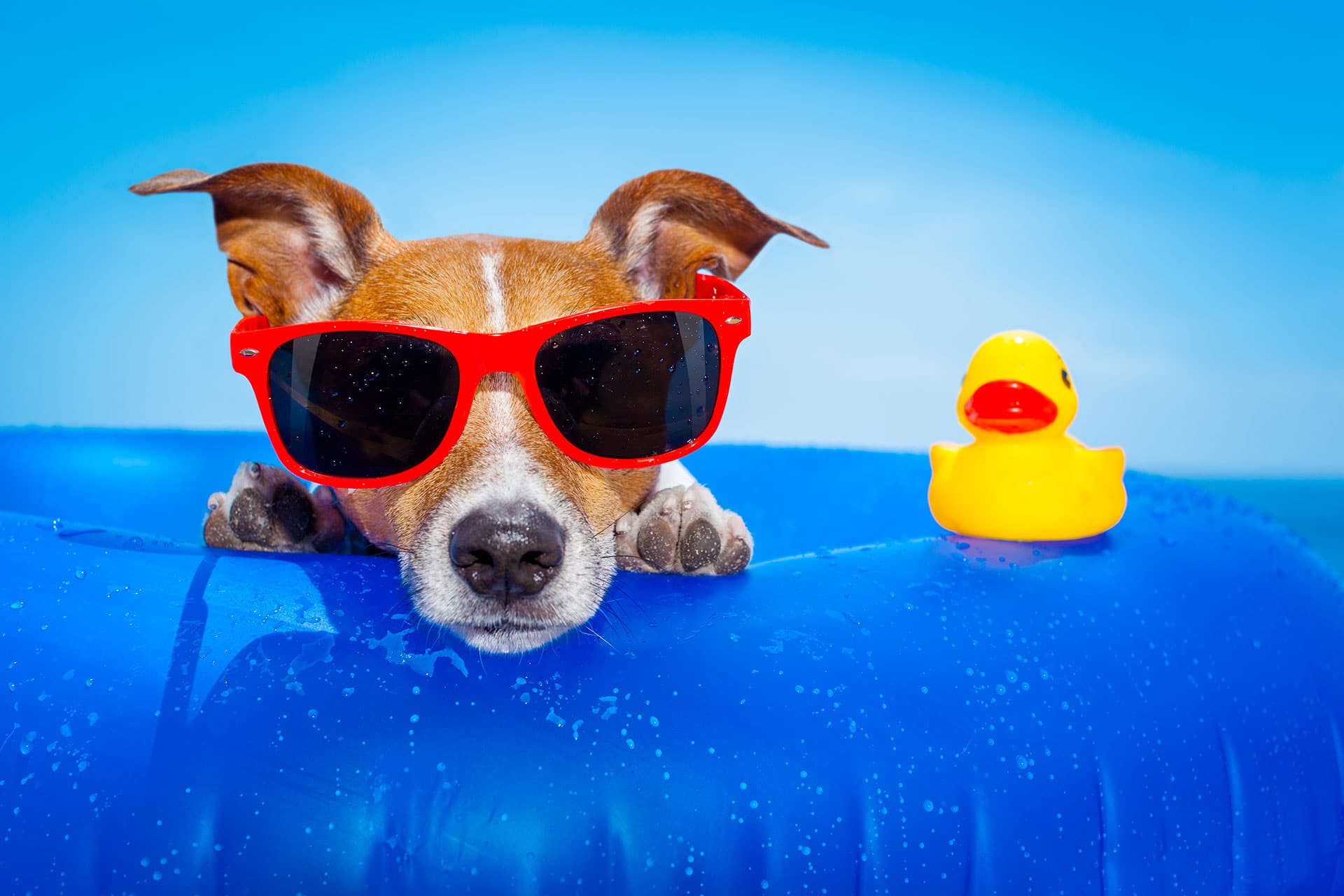 1920x1280 Should I Let My Dog Swim In My Pool? Pools Inc
