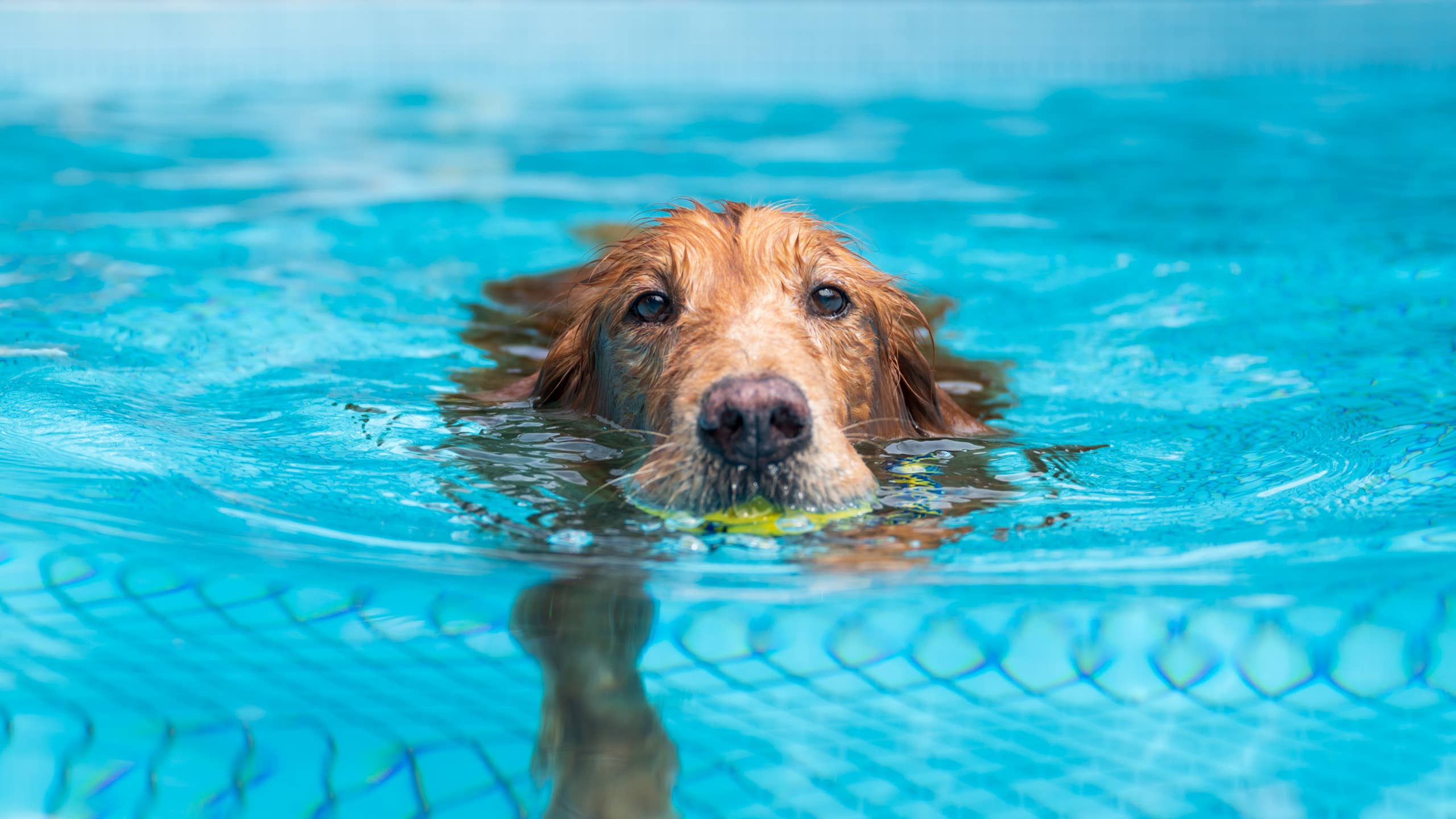2560x1440 Golden Retriever Goes for a Swim and Somehow Comes Out Looking Like a T. Rex