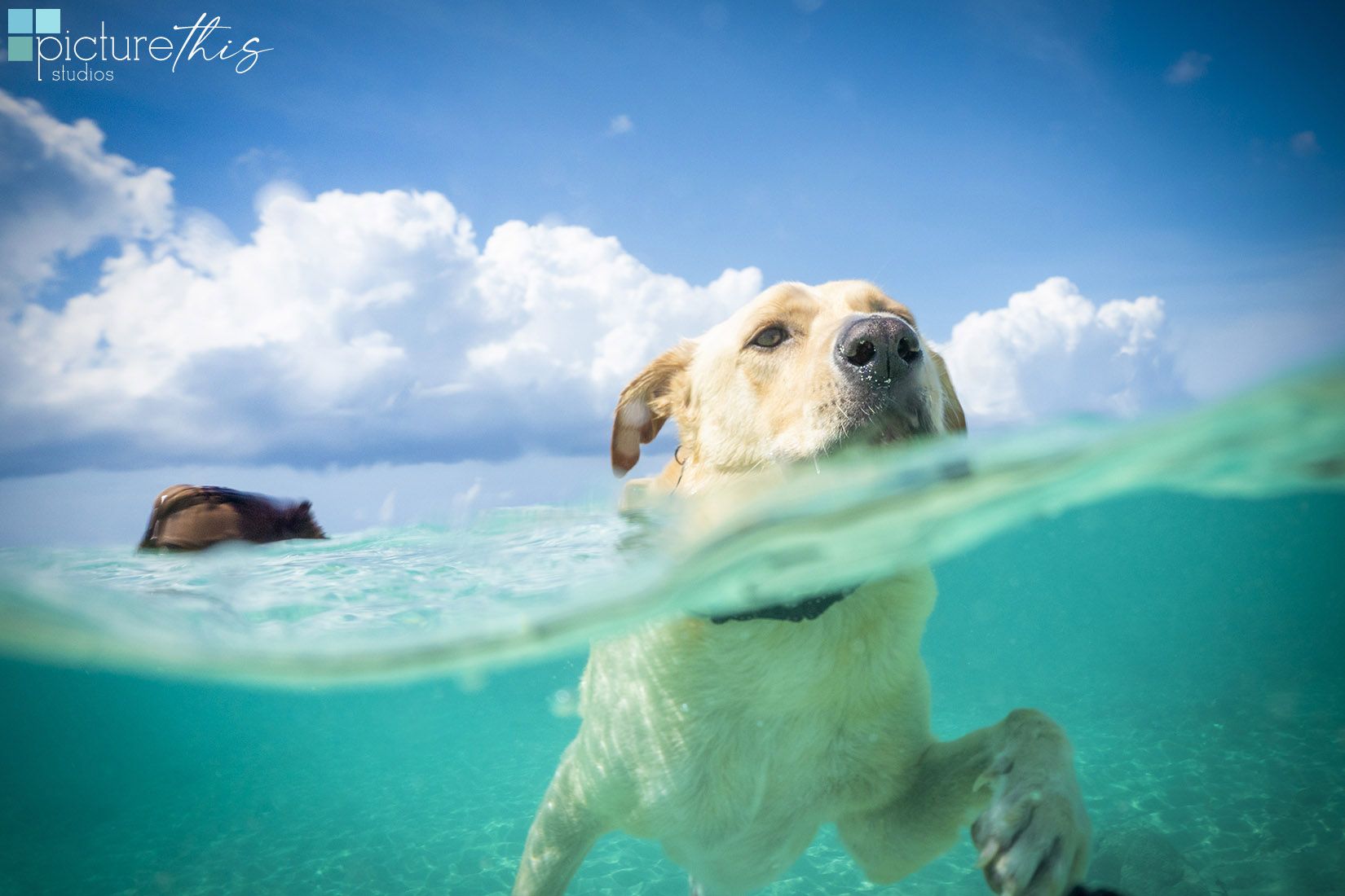 1650x1100 Dog Portraits: Beach and Underwater Photography of Happy Dogs
