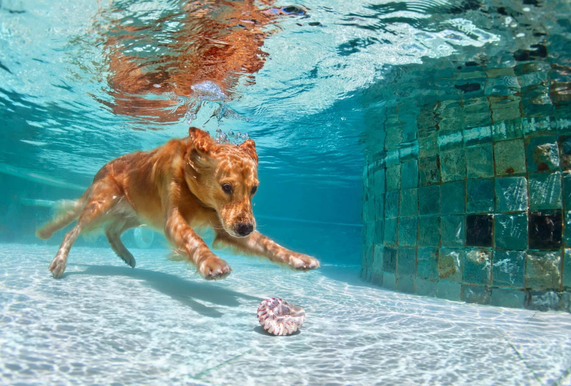 1920x1300 Swimming Dog Wallpaper