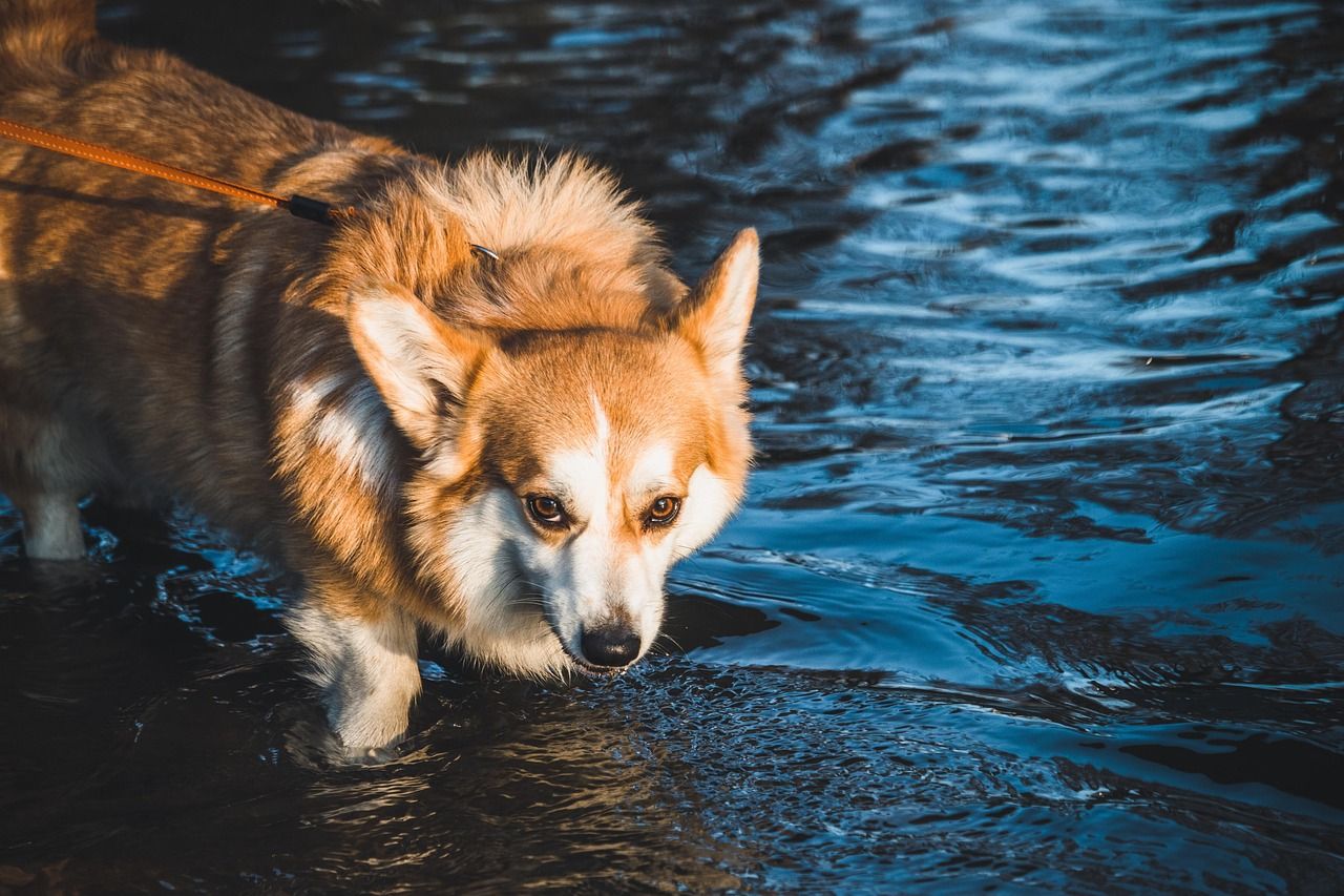 1280x853 Free River Dog & Dog Image