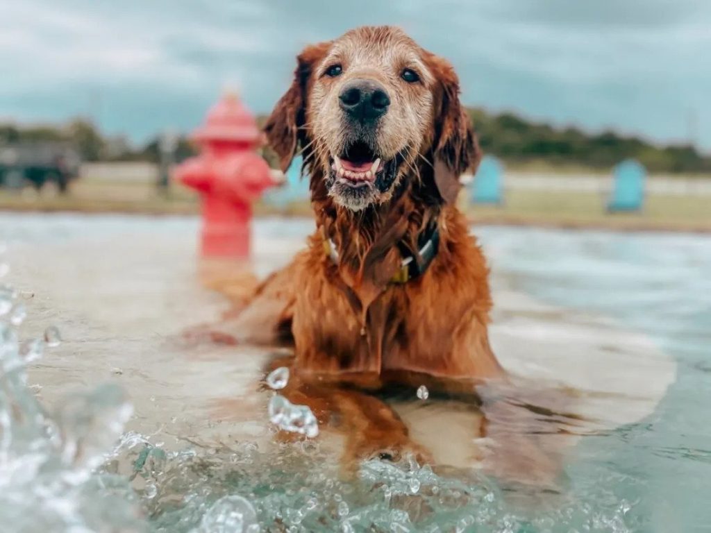 1024x768 Dog Friendly Swimming Spots In Austin: Sit, Splash And Play