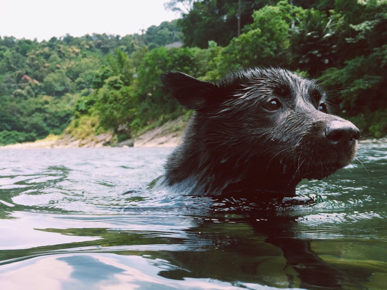 1600x1200 A Guide to Dog Swimming & Water Safety