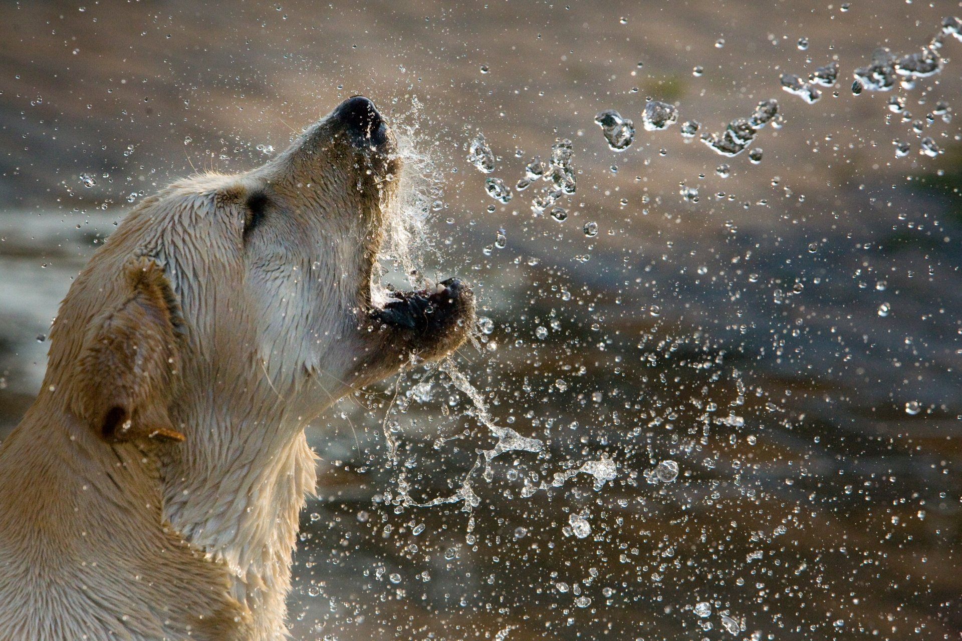 1920x1280 Download Splash Water Playing Dog Animal Golden Retriever 4k Ultra HD Wallpaperx3640