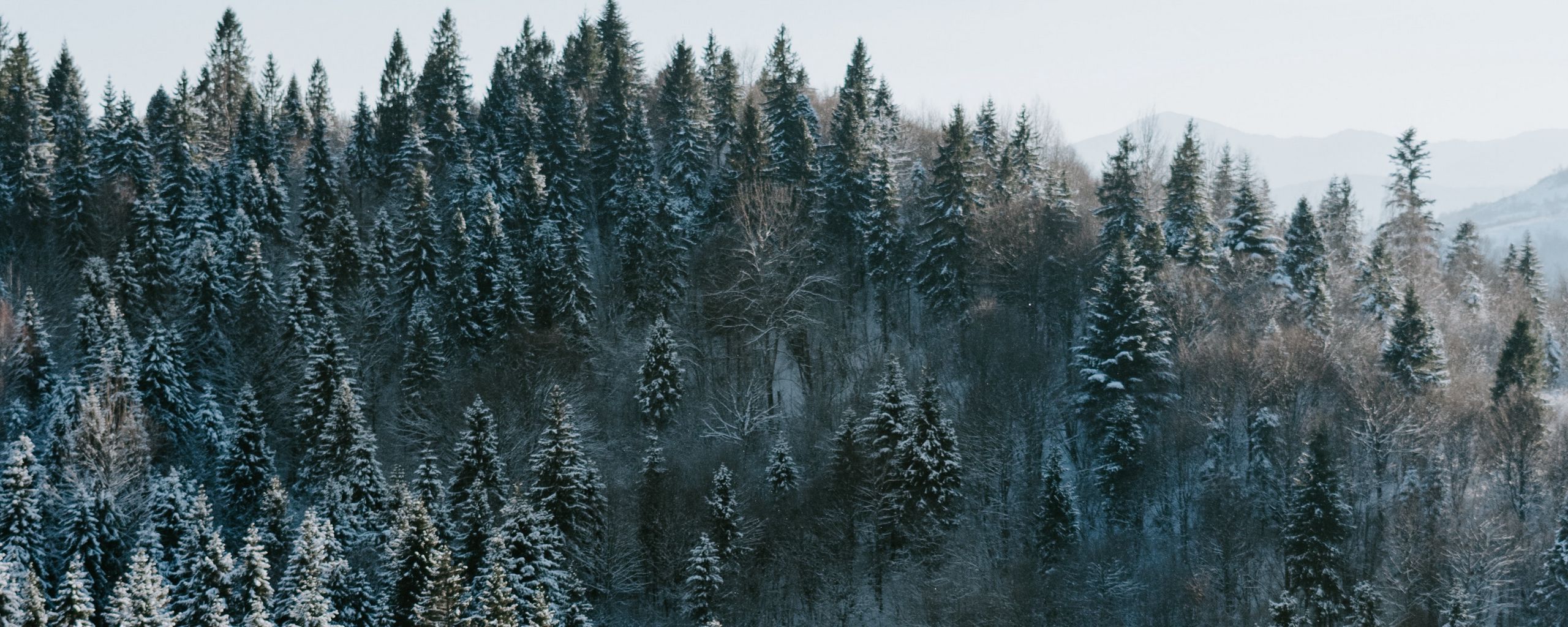 2560x1024 Download wallpaper 2560x1024 trees, winter, forest, aerial view, snowy ultrawide monitor HD background