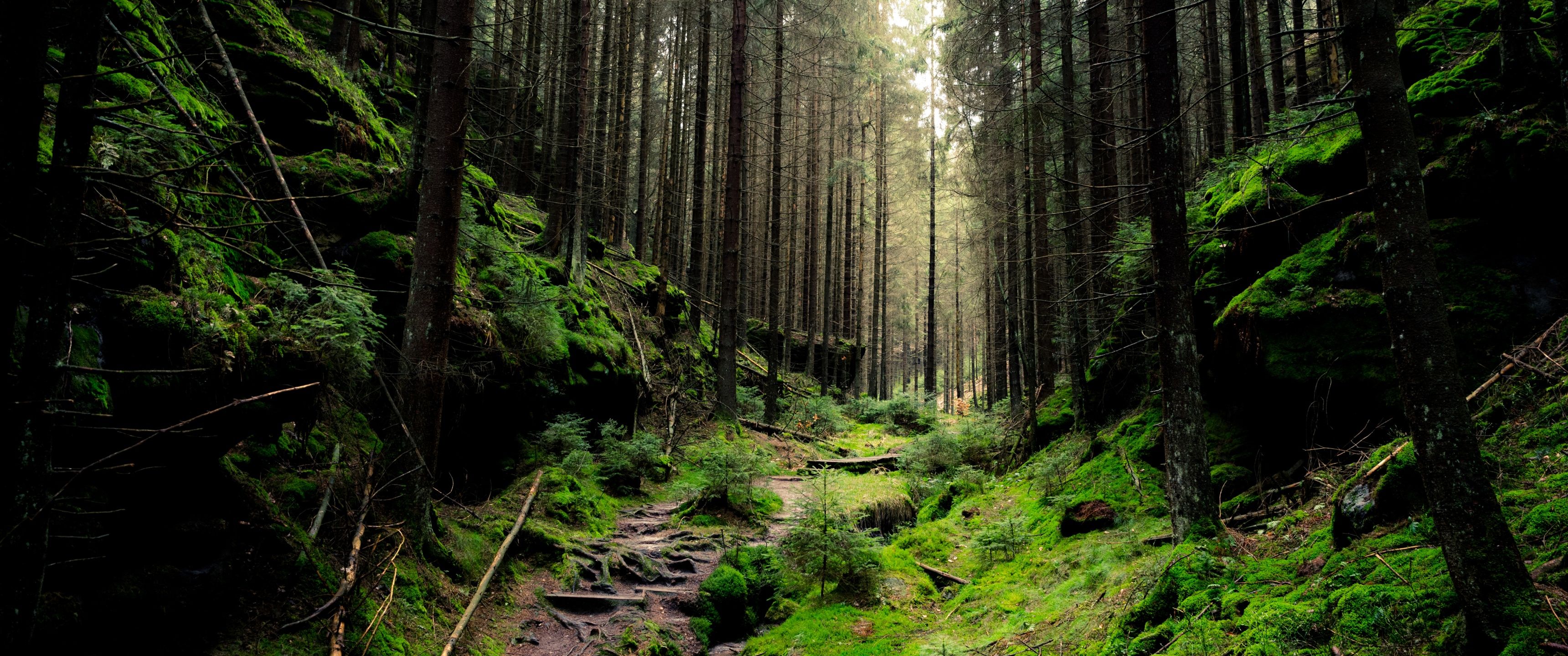 3440x1440 Saxon Switzerland National Park Wallpaper 4K, Forest, Daylight, Green