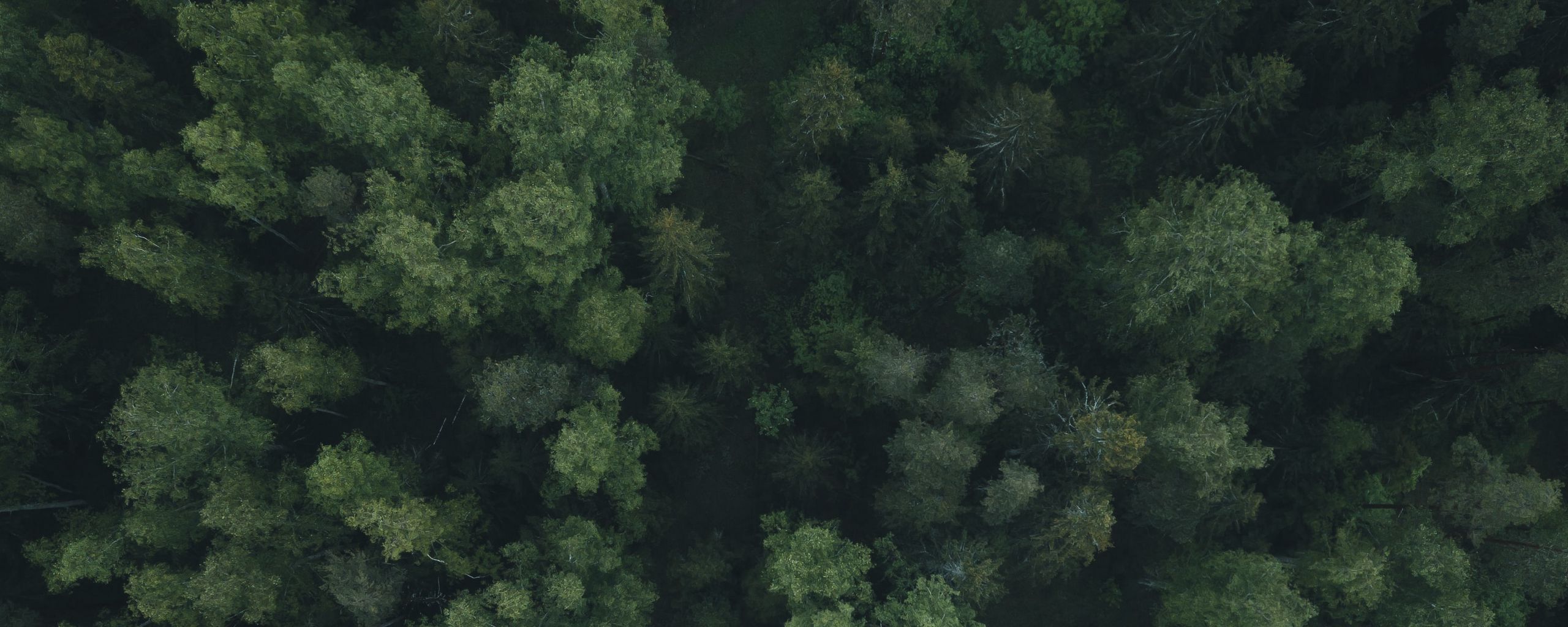 2560x1024 Ultrawide Forest Wallpaper