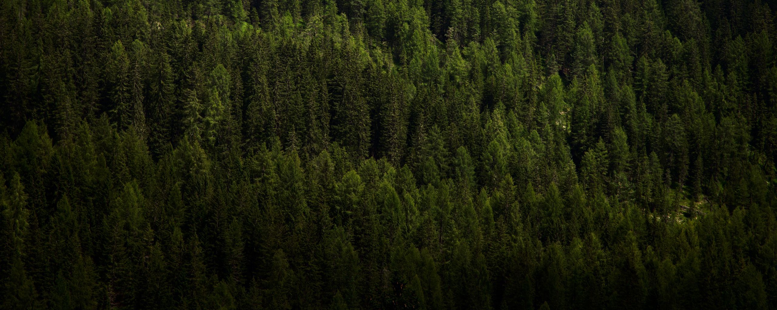 2560x1024 Download wallpaper 2560x1024 forest, trees, aerial view, green, vegetation, dark ultrawide monitor HD background