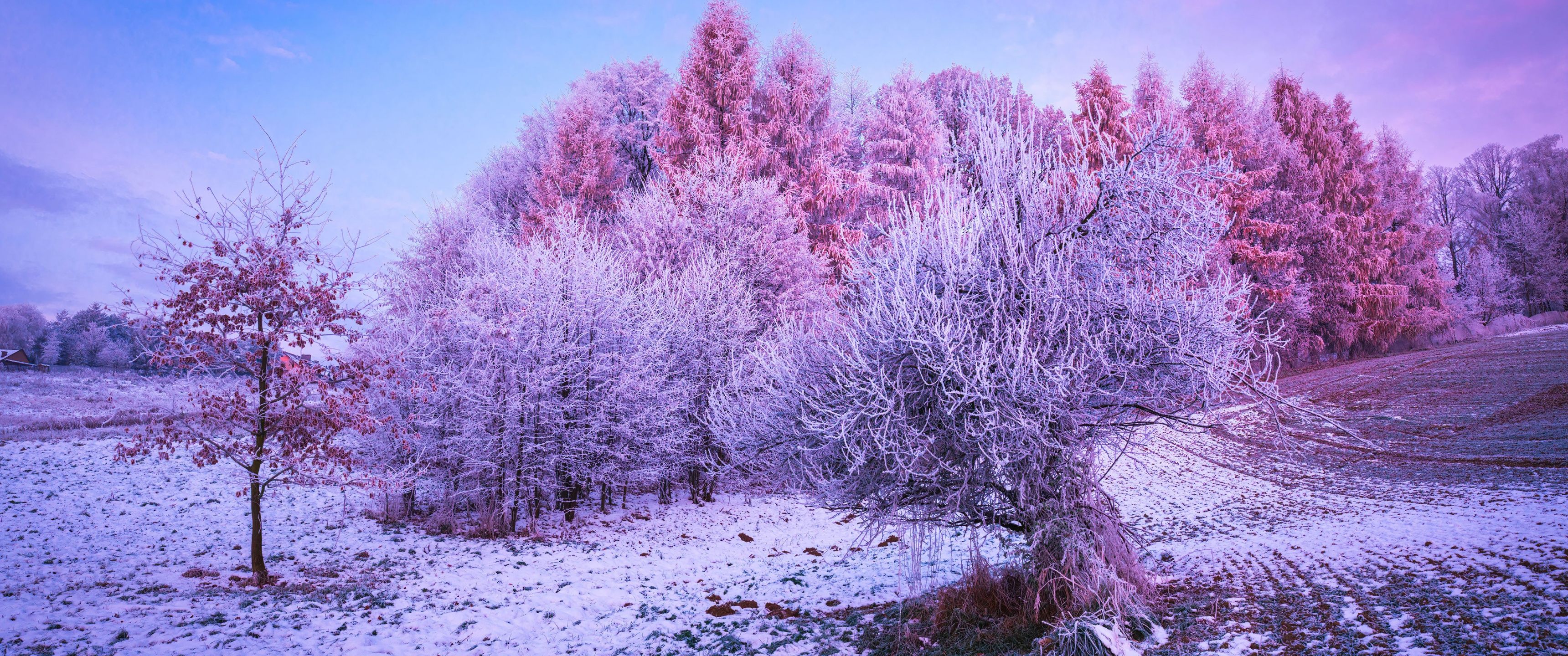 3440x1440 Winter forest Wallpaper 4K, Trees, Landscape, Frost
