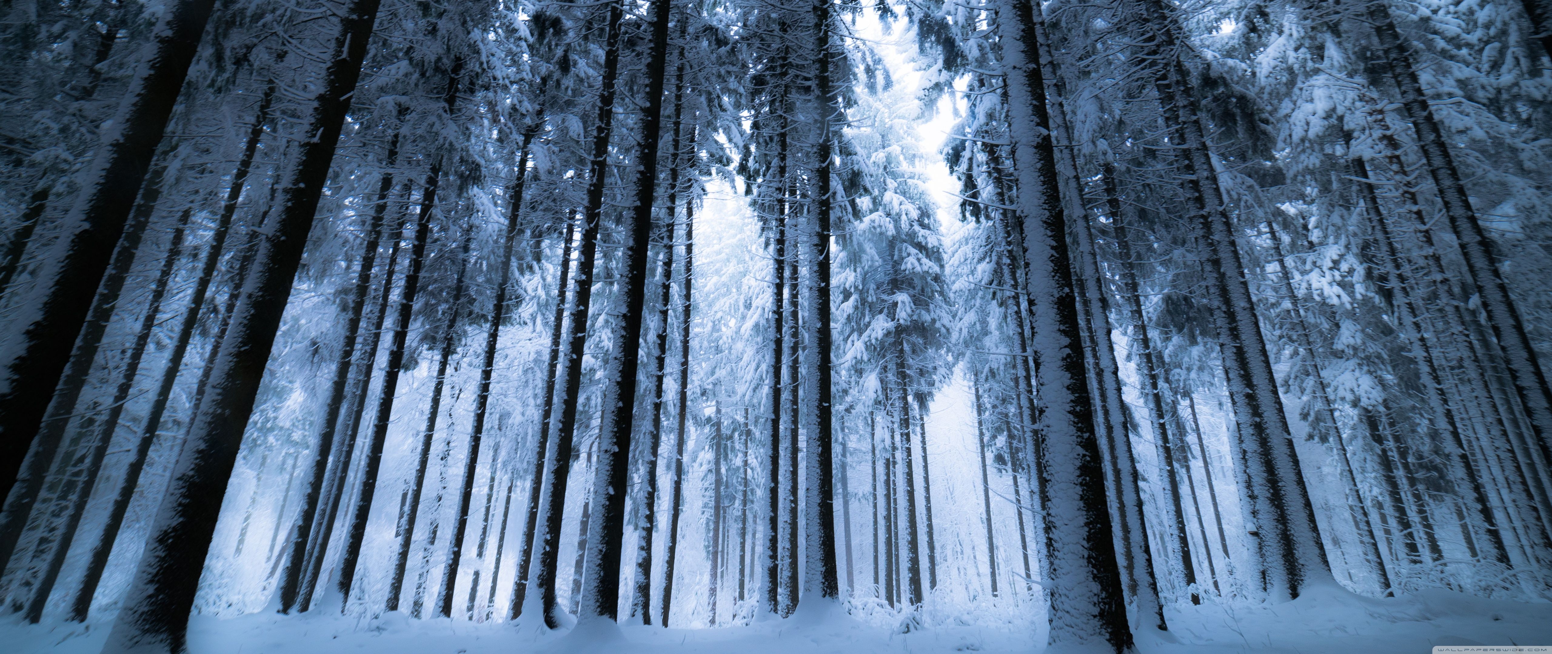 5120x2160 Winter Forest Ultrawide Wallpaper
