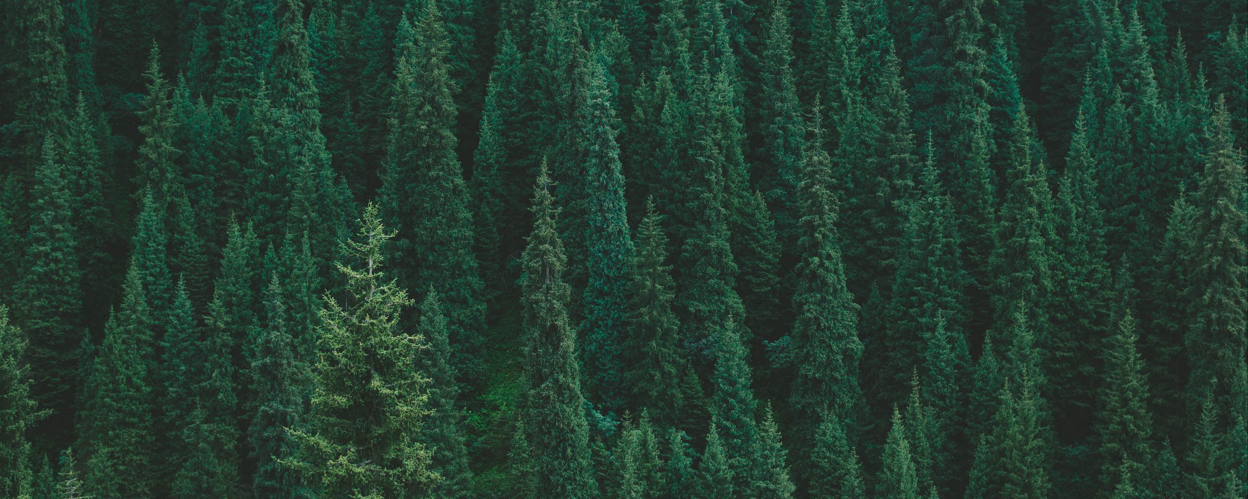 2560x1024 Download wallpaper 2560x1024 trees, forest, green, top view ultrawide monitor HD background