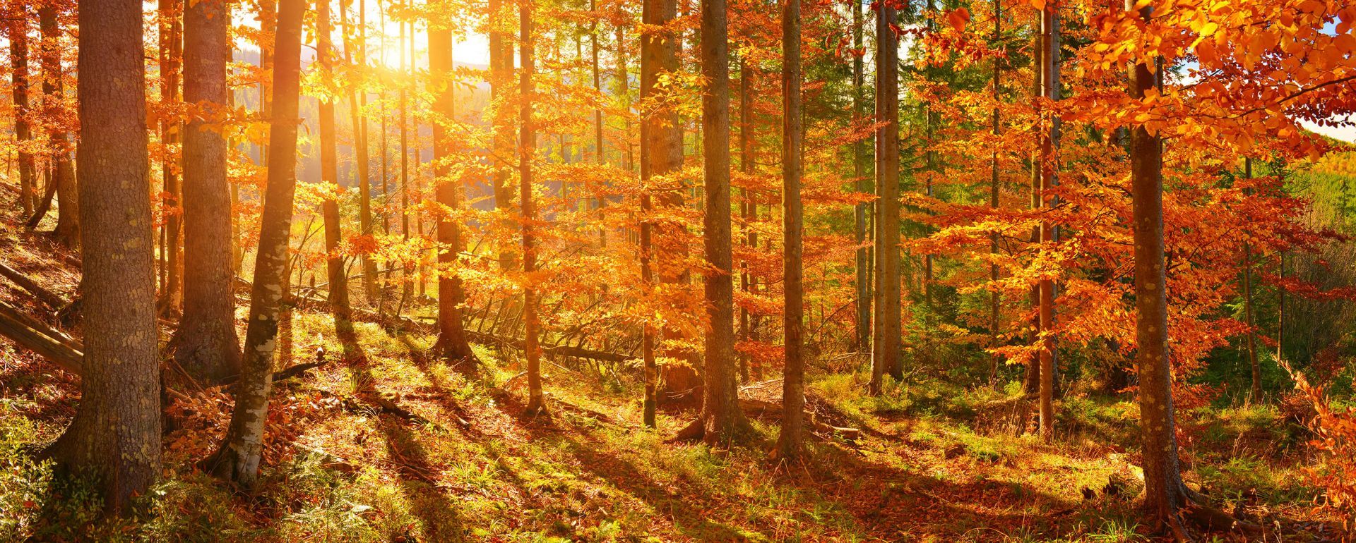 1920x770 Autumn forest