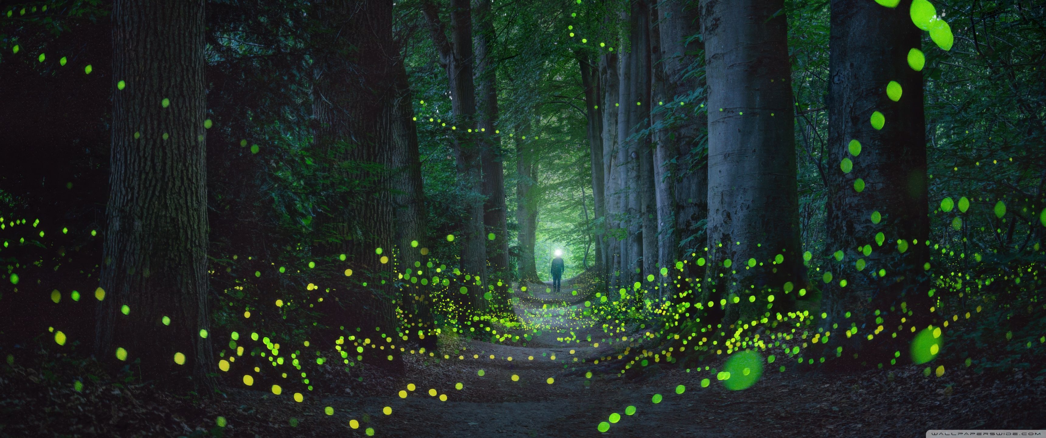 3440x1440 Glowing Fireflies, Forest, Path, Trees 4K UHD Wallpaper for UltraHD Desktop and TV : Widescreen and UltraWide Display : Dual Monitor : Smartphone and Tablet Devices