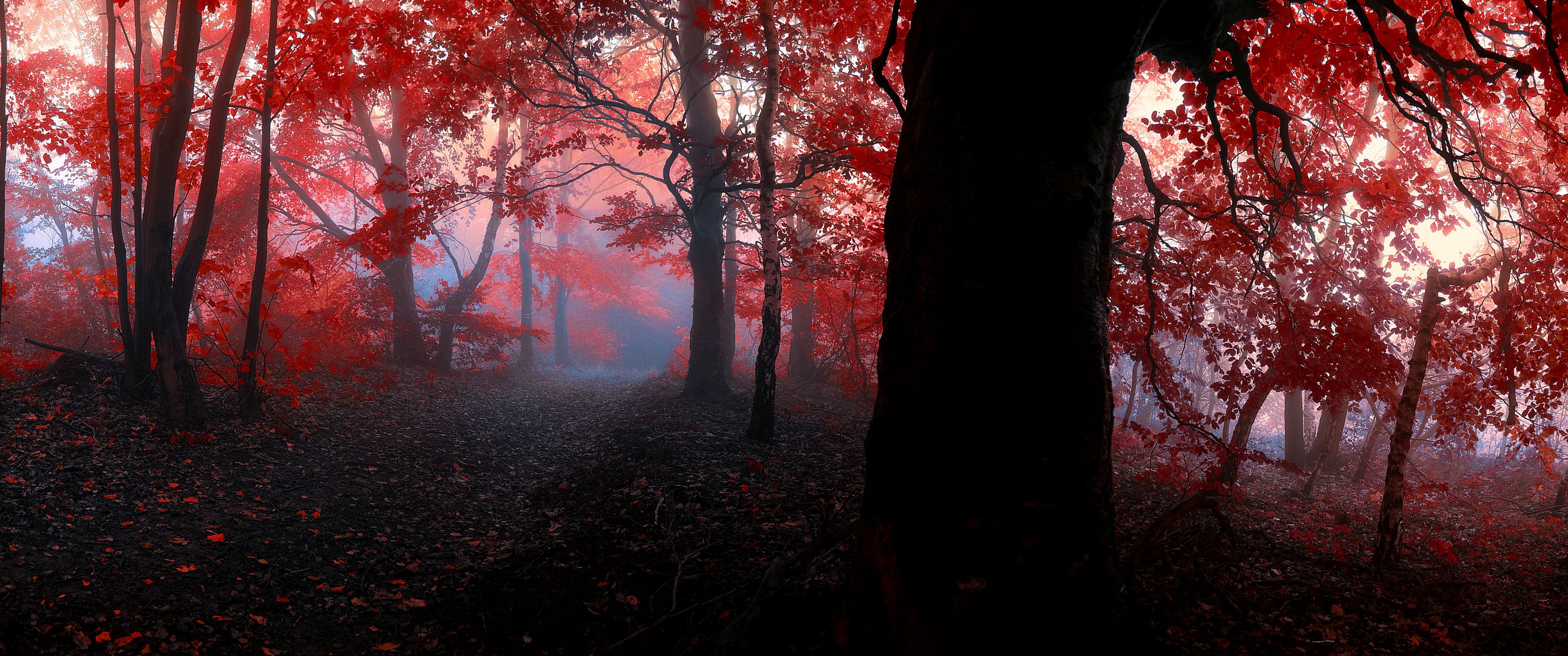 3440x1440 Download Forest in 4k, Forest, 4k, Ultrawide Wallpaper in 3440x1440 Resolution
