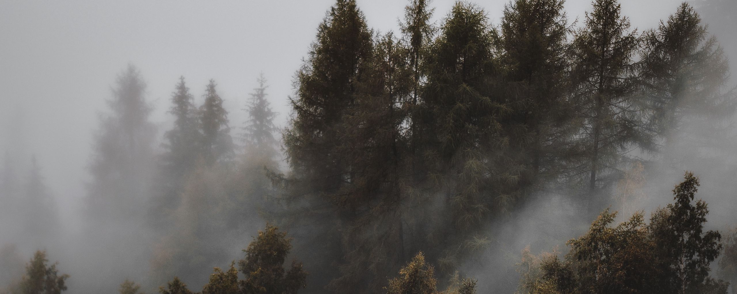 2560x1024 Download wallpaper 2560x1024 forest, fog, trees, landscape, gloomy ultrawide monitor HD background