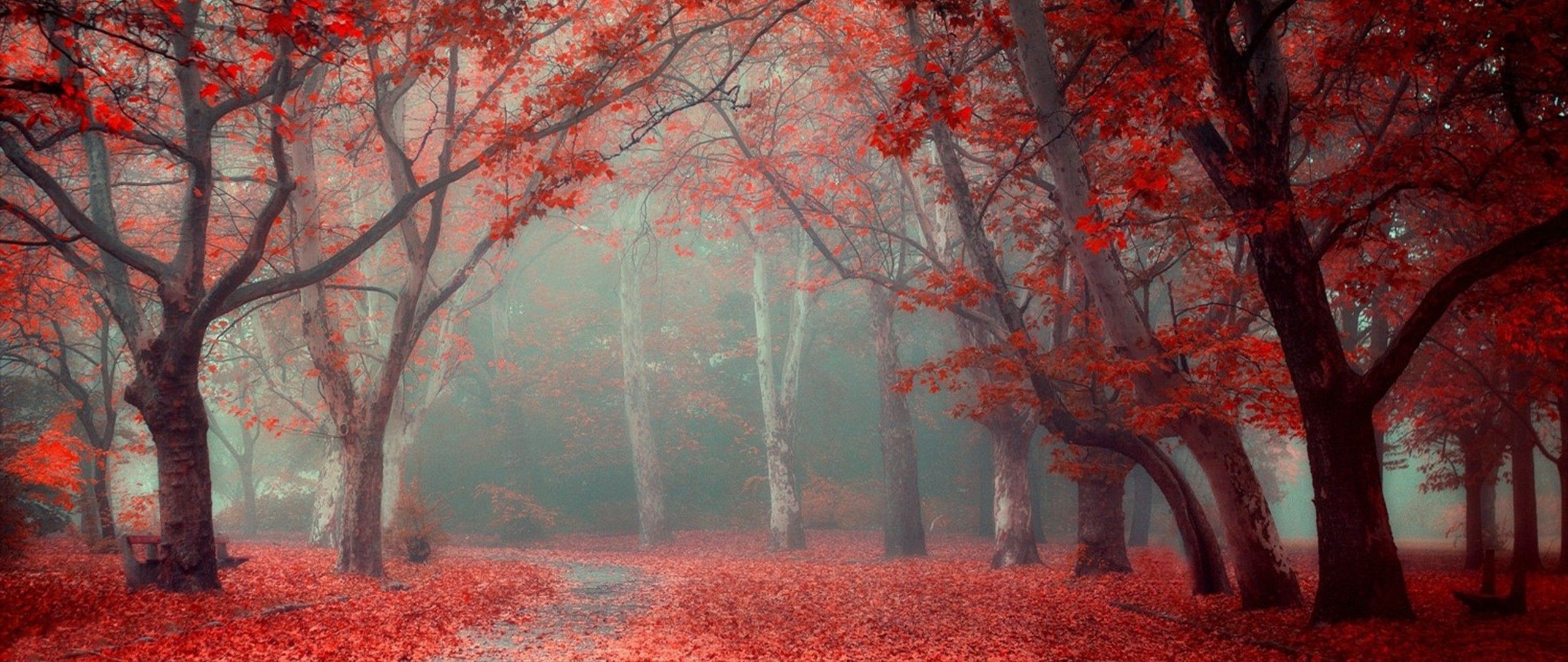 2560x1080 Nature screensaver 1440x2960 QHD photo. Download free image to your desktop