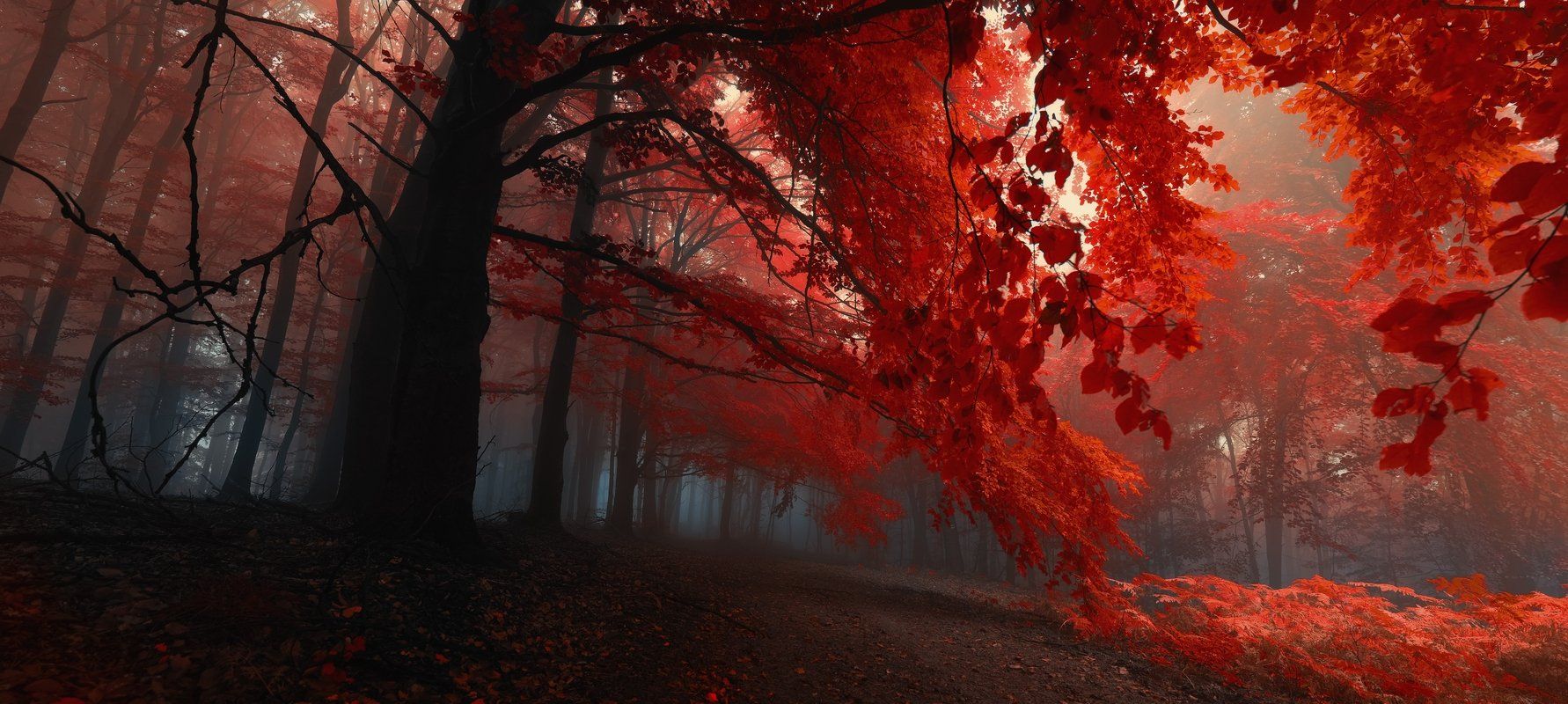 1782x800 Download Nature Forest Wallpaperx800