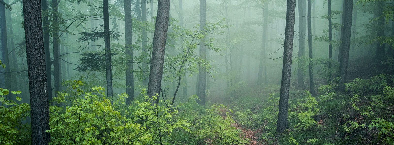 1600x589 Lost in Forest Wallpaper Mural