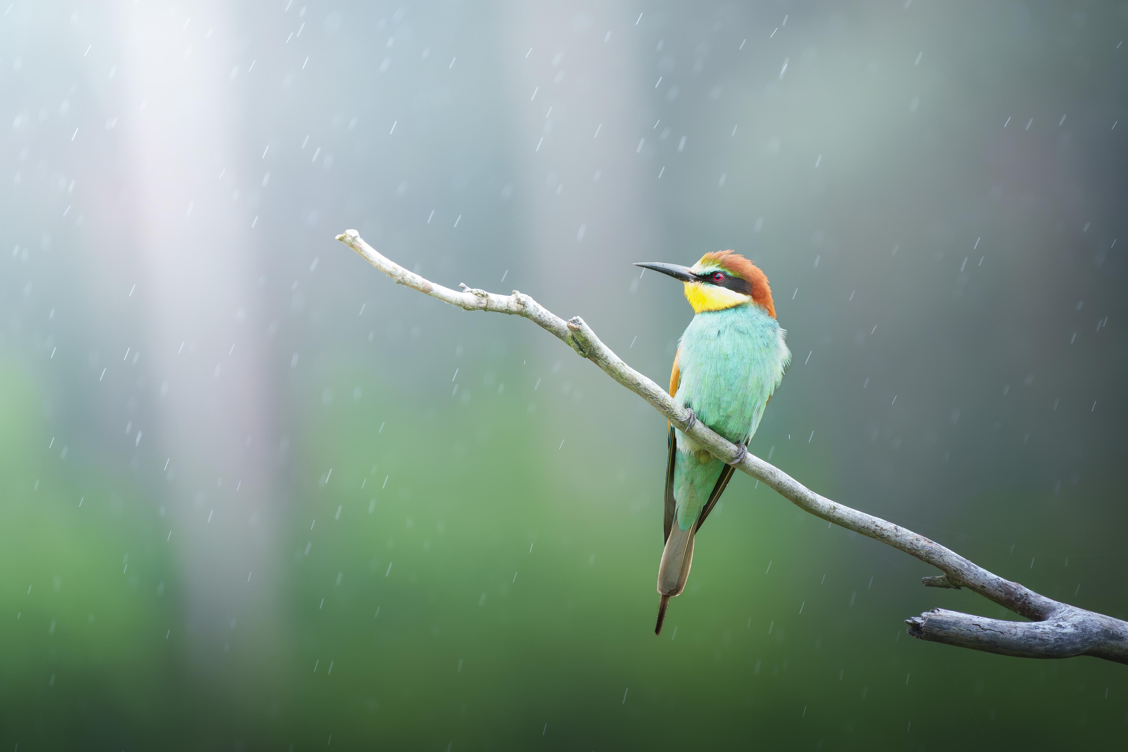 4750x3167 Got to photograph Bee eaters!
