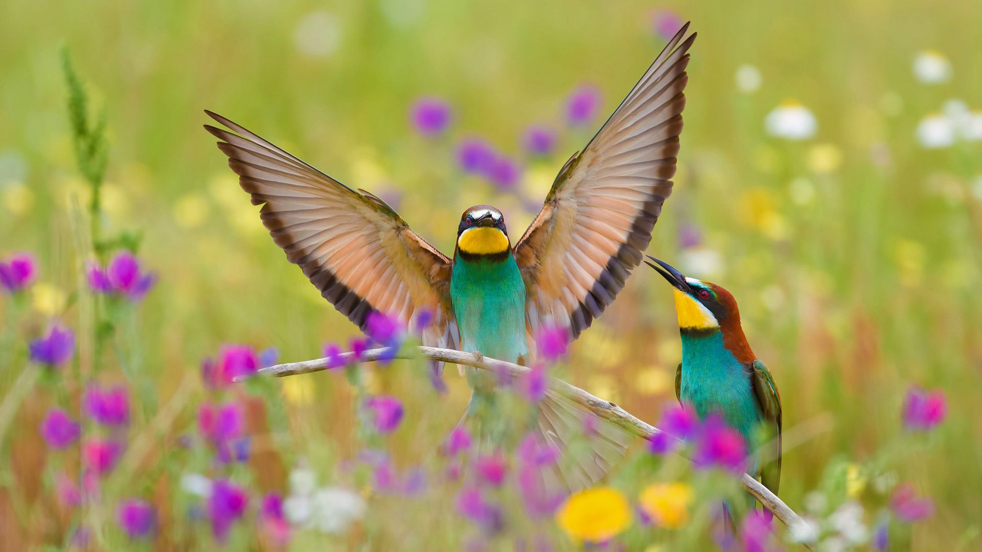 1920x1080 Bing HD Wallpaper Mar 2020: Springtime in the Mediterranean Wallpaper Gallery