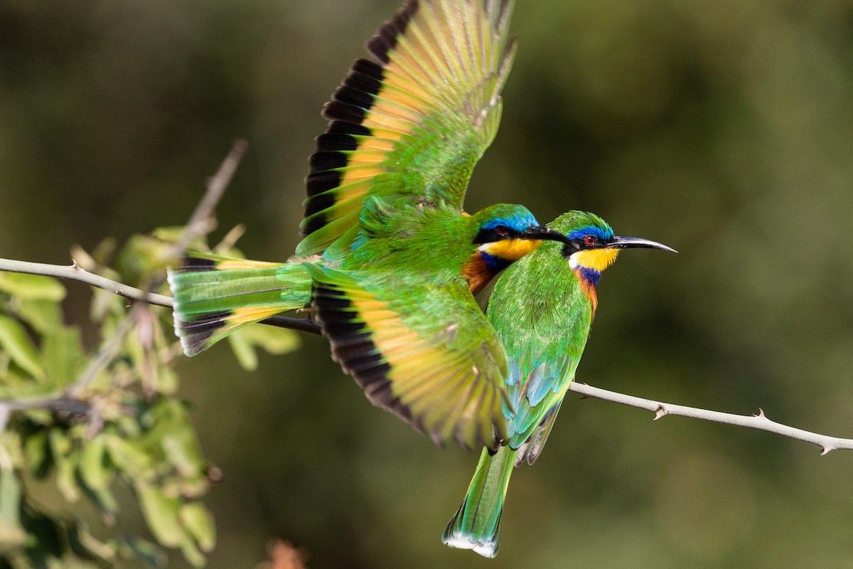 1200x800 ML211676501 Bee Eater