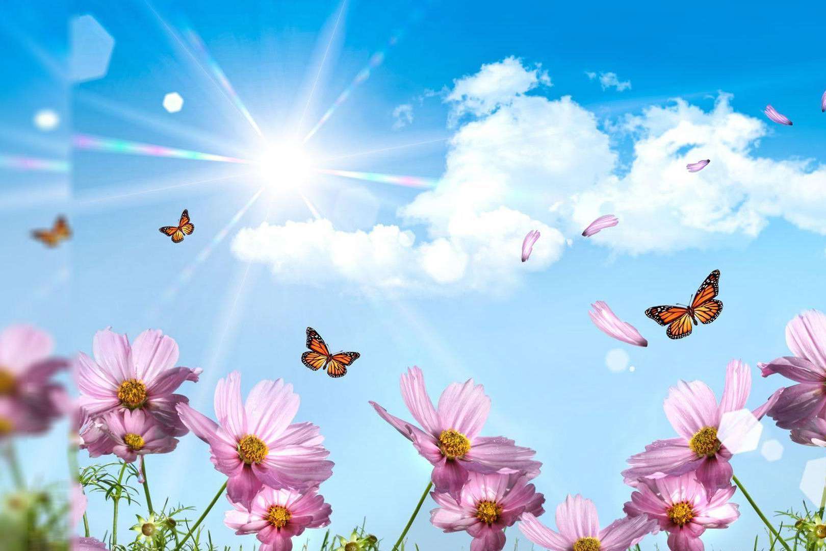 1620x1080 Best Free Summer Wallpaper of 2021