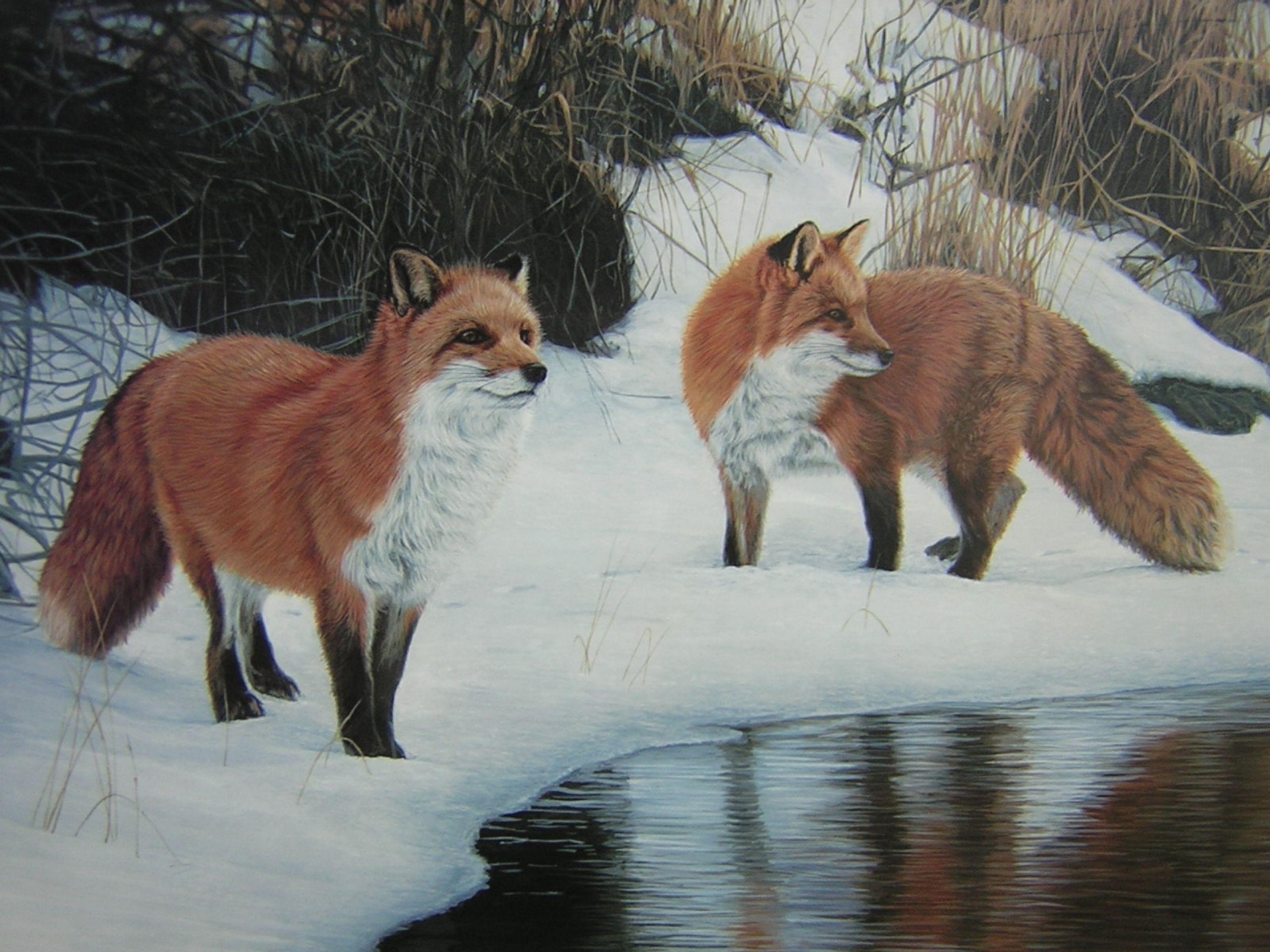 2560x1920 Foxes Snow Water Gras Painting wallpaper. Foxes Snow Water Gras