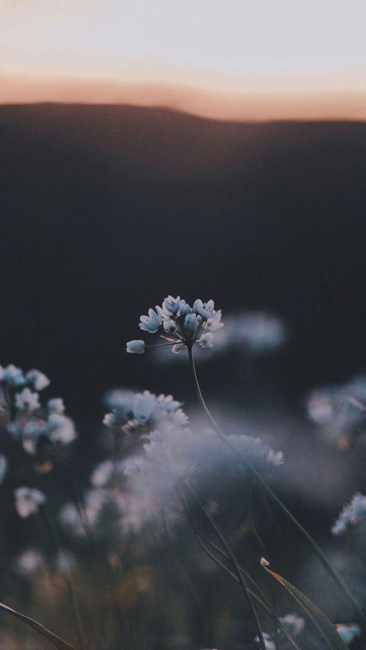 720x1280 Flowers, Wallpaper, And Nature Image Re In A Dark Place