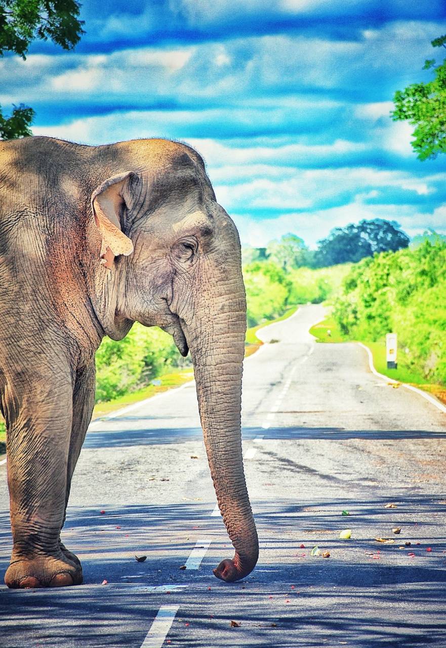 Sri Lanka Elephant Wallpapers - Top Free Sri Lanka Elephant Backgrounds -  WallpaperAccess