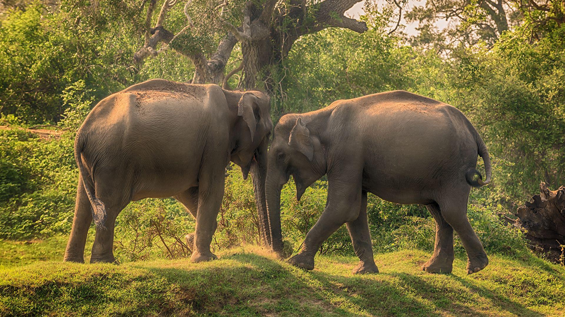 1920x1080 Wallpaper Elephants Sri Lanka Yala National Park Two park 1920x1080