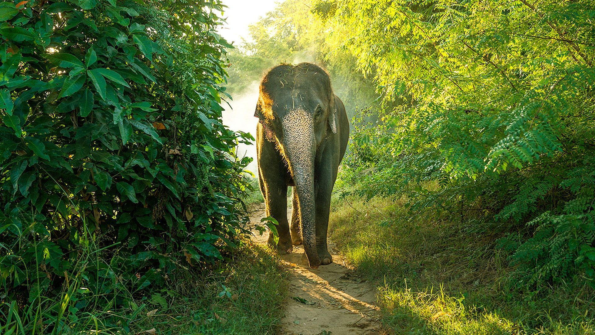 Sri Lanka Elephant Wallpapers - Top Free Sri Lanka Elephant Backgrounds ...