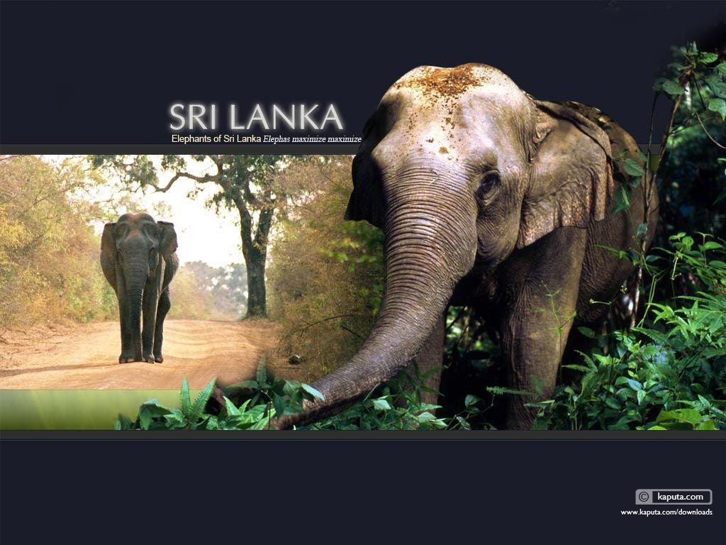 1024x768 Sri Lanka Wallpaper