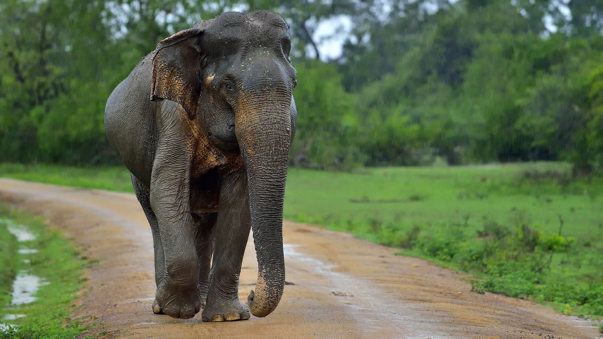 Sri Lanka Elephant Wallpapers Top Free Sri Lanka Elephant Backgrounds sri-lanka-elephant-wallpapers-top-free-sri-lanka-elephant-backgrounds