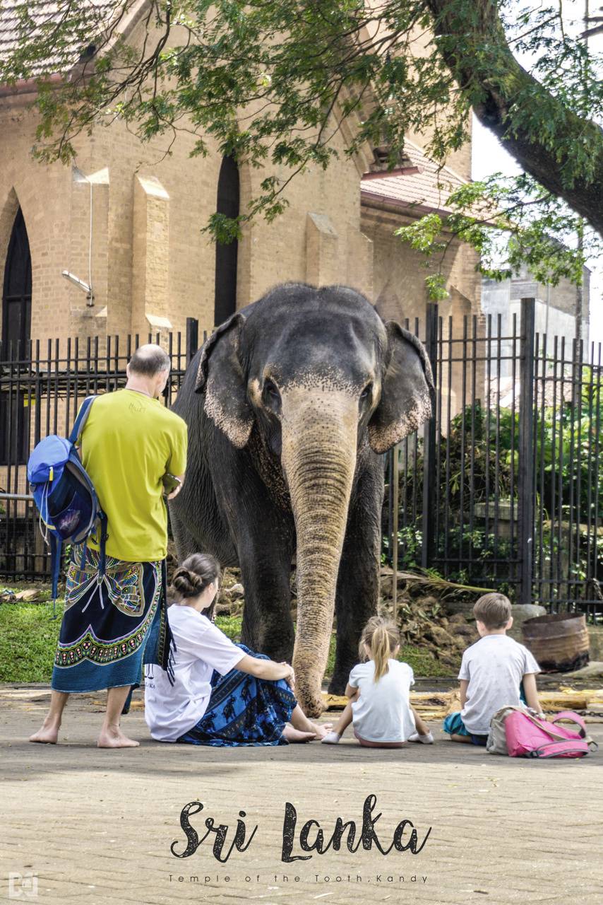 854x1280 Sri Lankan Elephant wallpaper