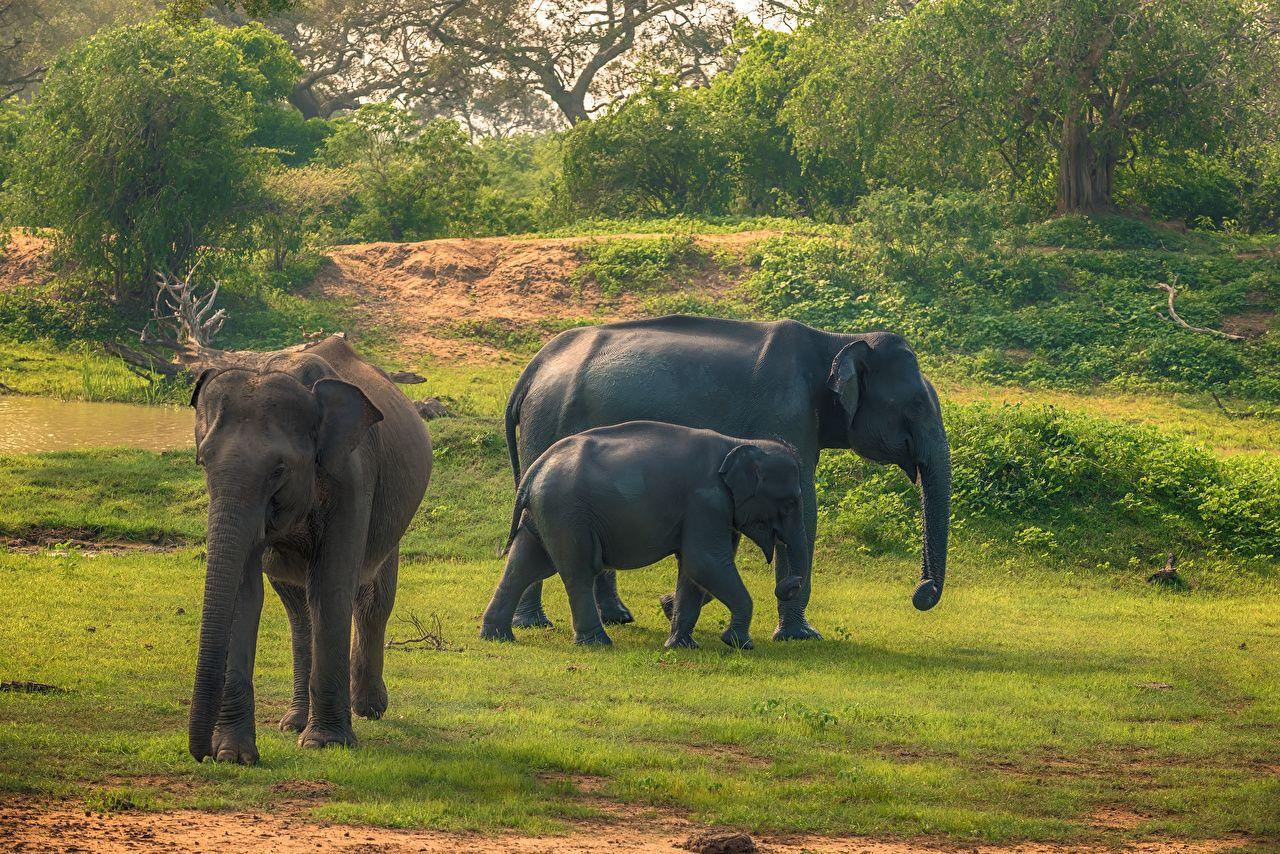 1280x854 Photos elephant Cubs Sri Lanka Yala National Park park Three 3