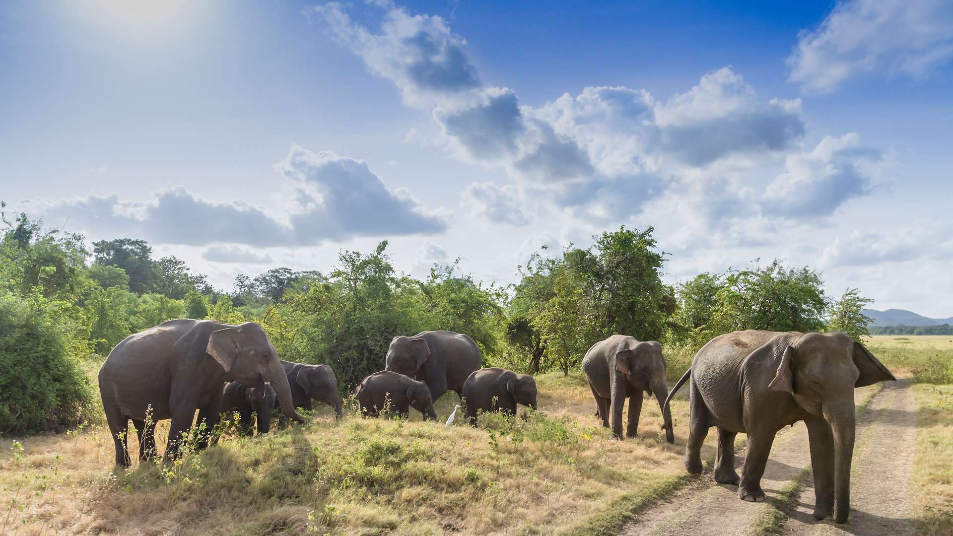 1920x1080 Things To Do In Sri Lanka. Our Guide To Activities In Sri Lanka