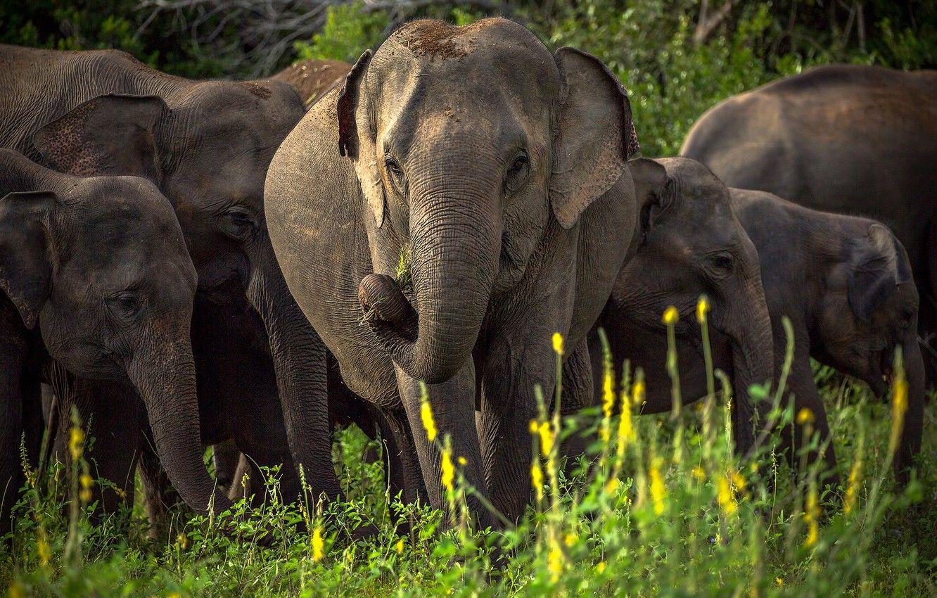 Sri Lanka Elephant Wallpapers Top Free Sri Lanka Elephant Backgrounds