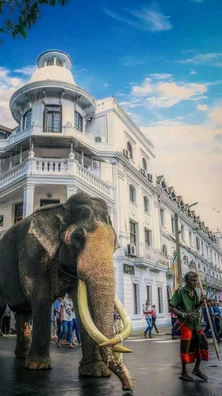 720x1280 Sri lanka raja wallpaper
